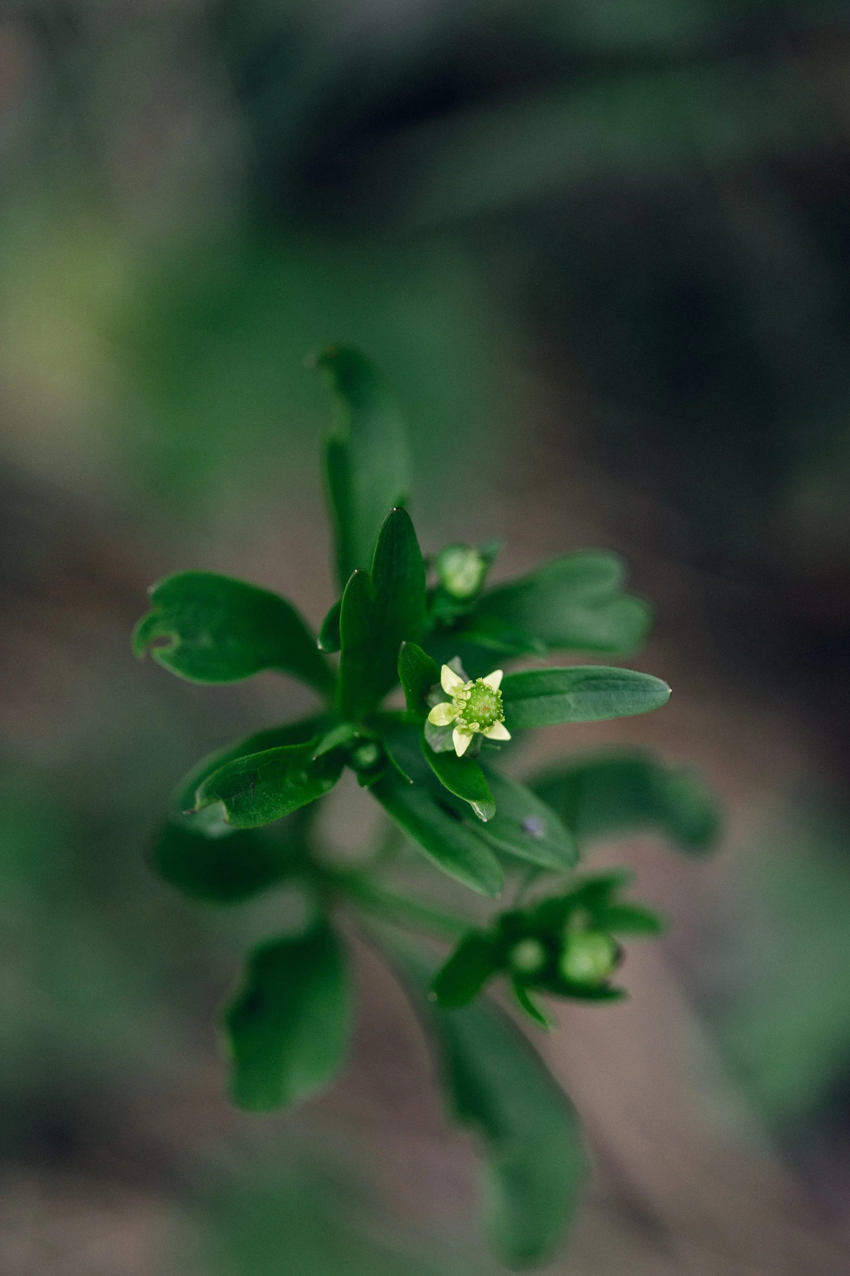 Littleleaf Buttercup (Ranunculus abortivus)