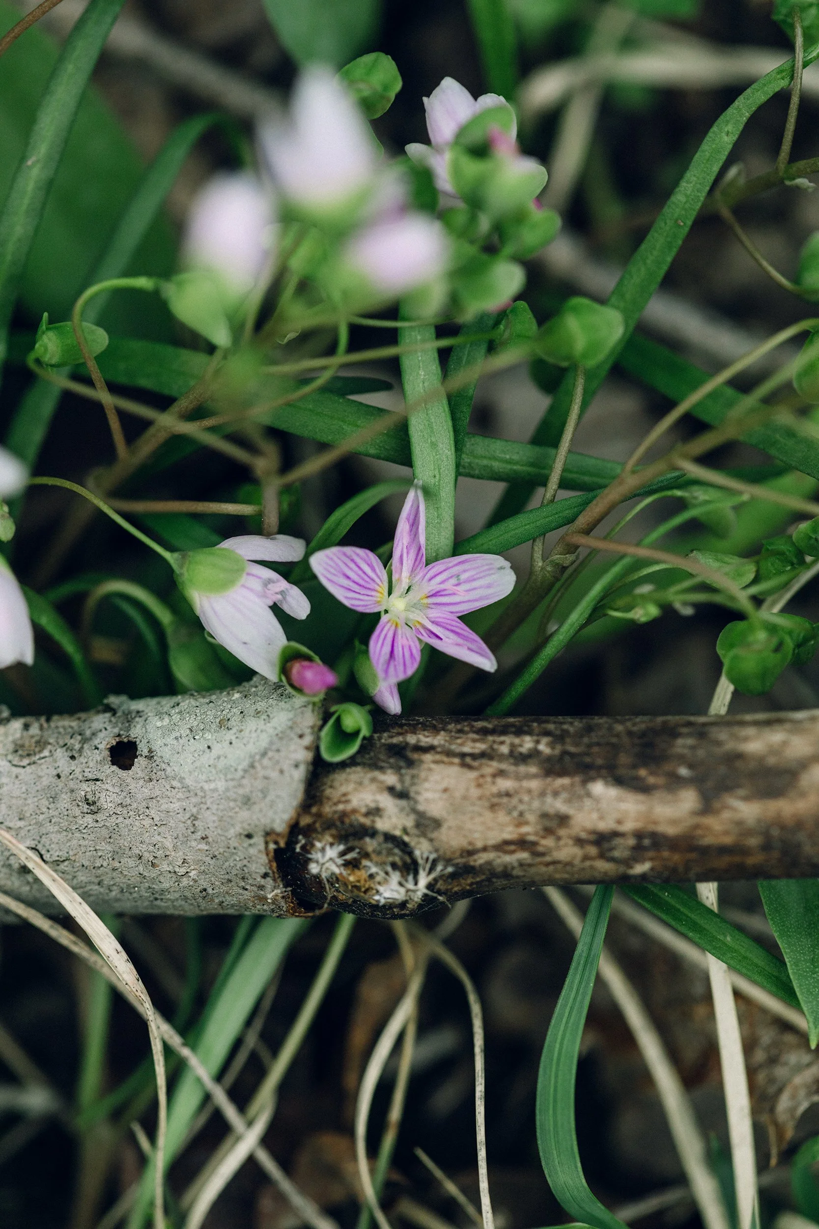 Eastern Spring Beauty (Claytonia virginica)
