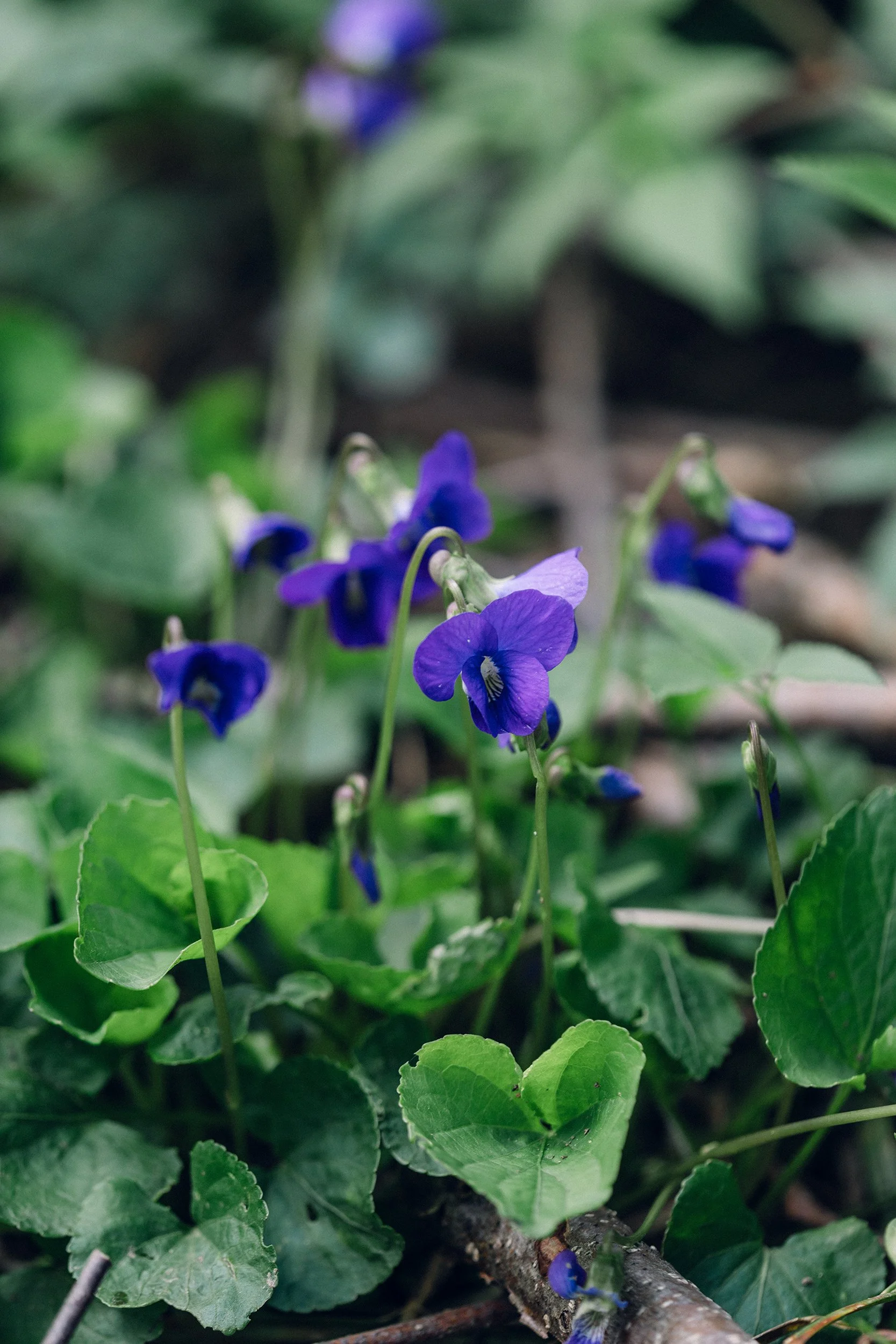 Eastern Blue Violet (Viola sororia)