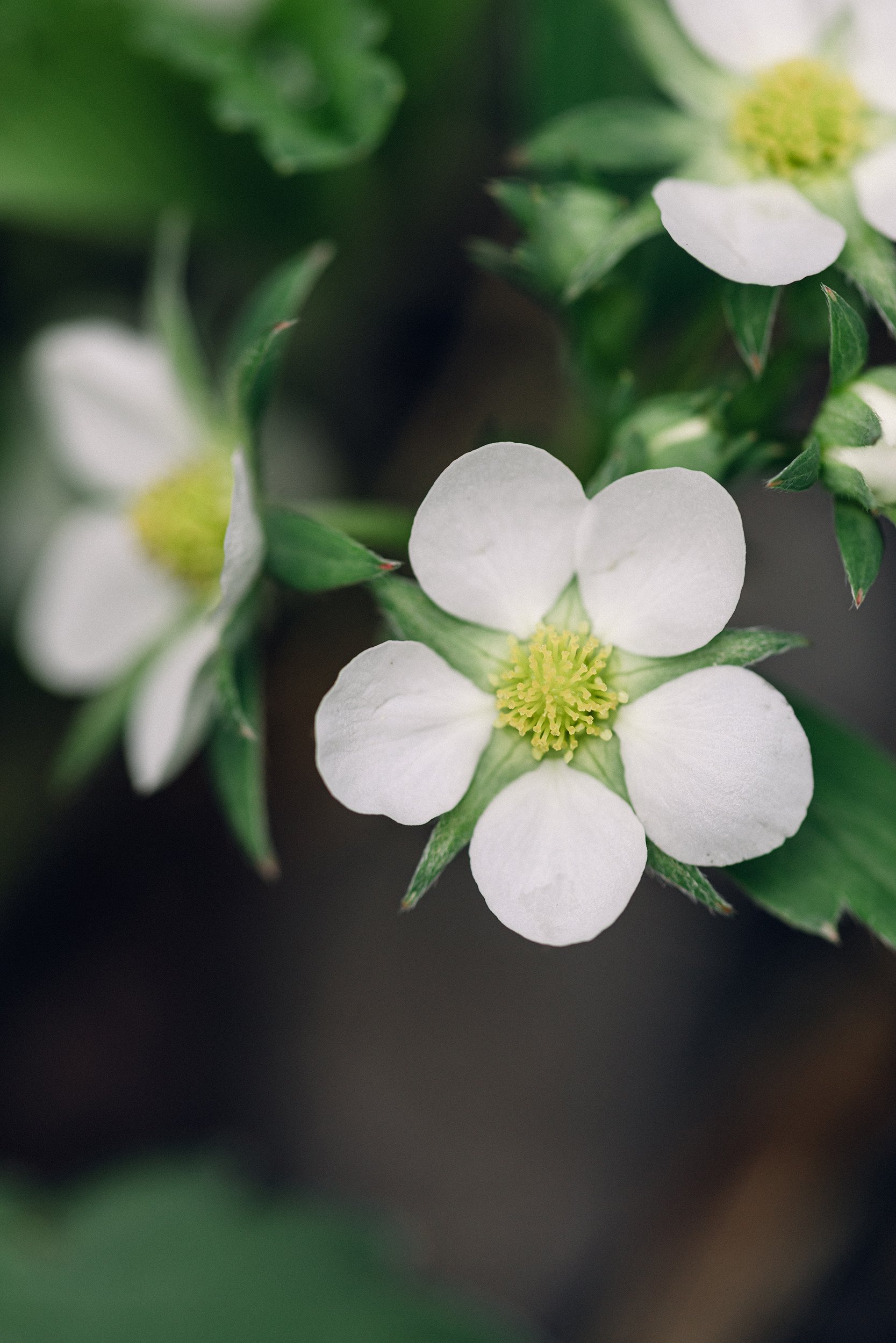 Wild Strawberry (Fragaria virginiana)