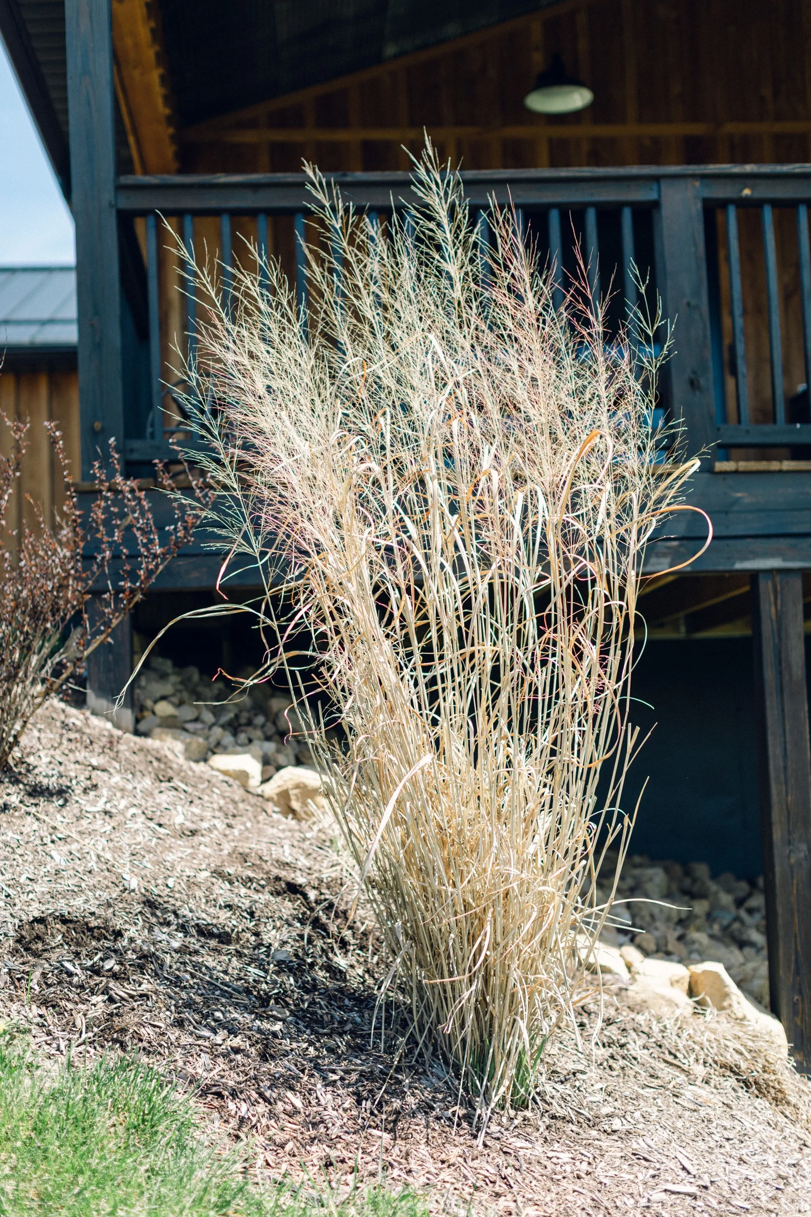  Tall switchgrasses with seed heads in mulched hillside garden bed in front of porch. 