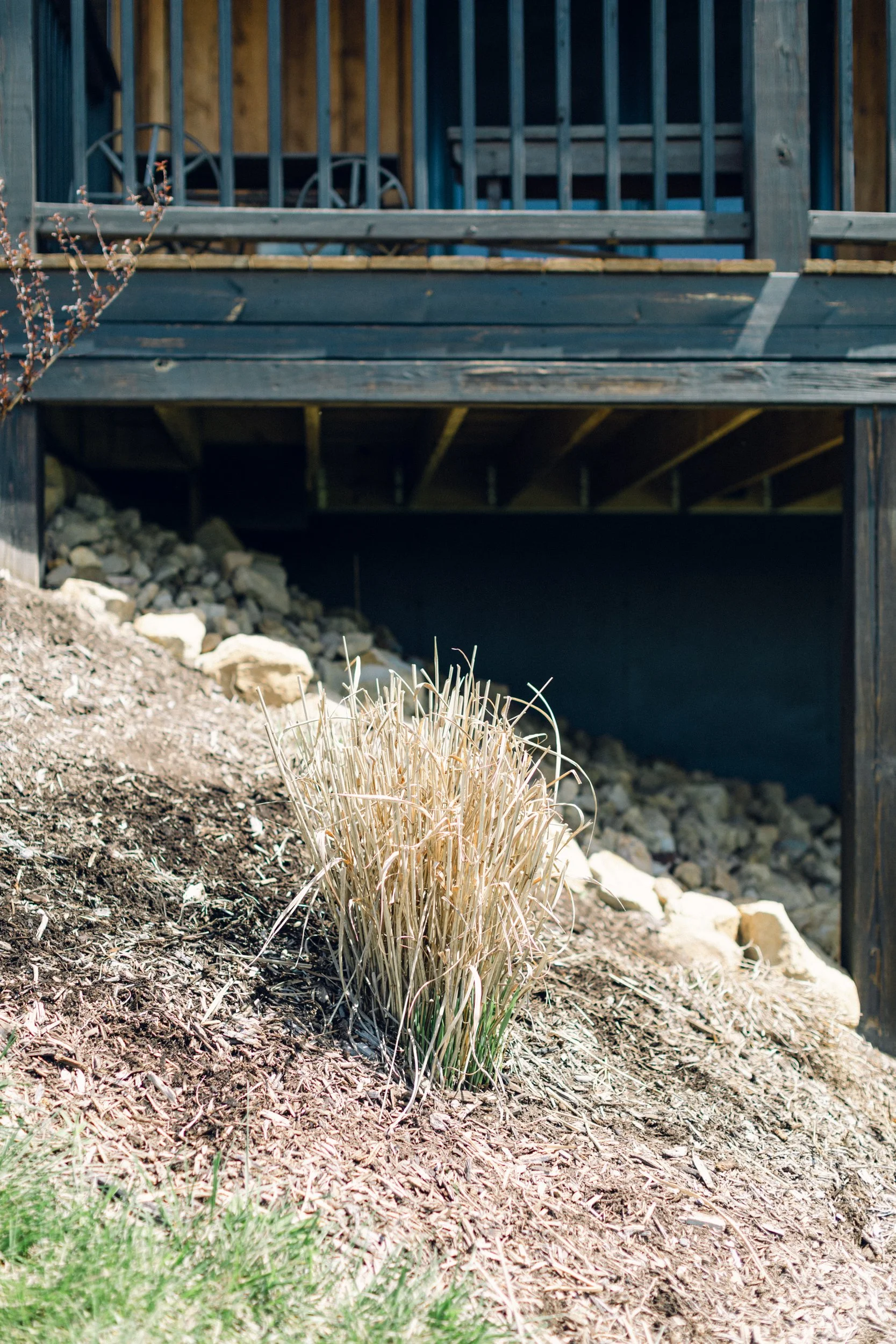  Trimmed switchgrass stems in mulched hillside garden bed in front of porch. 