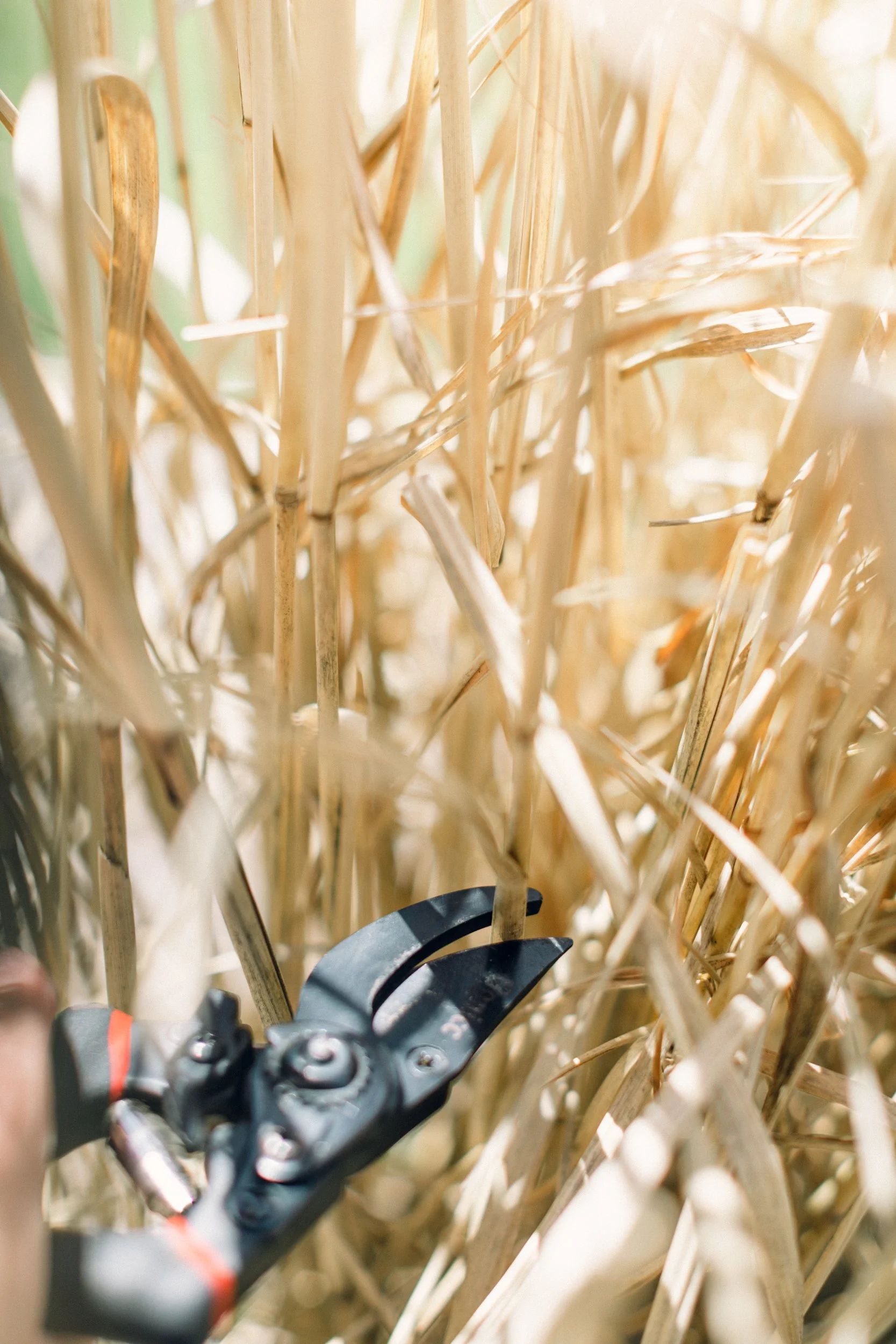  Black hand pruners trimming stem of switchgrass. 