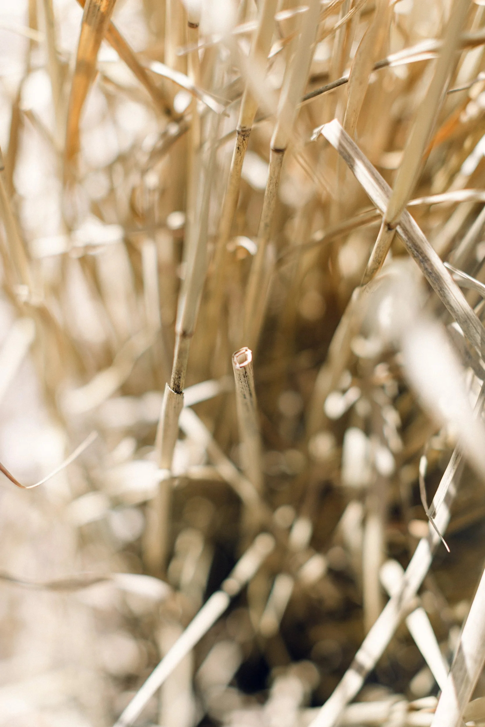 Trimmed stem of switchgrass revealing hollow center. 