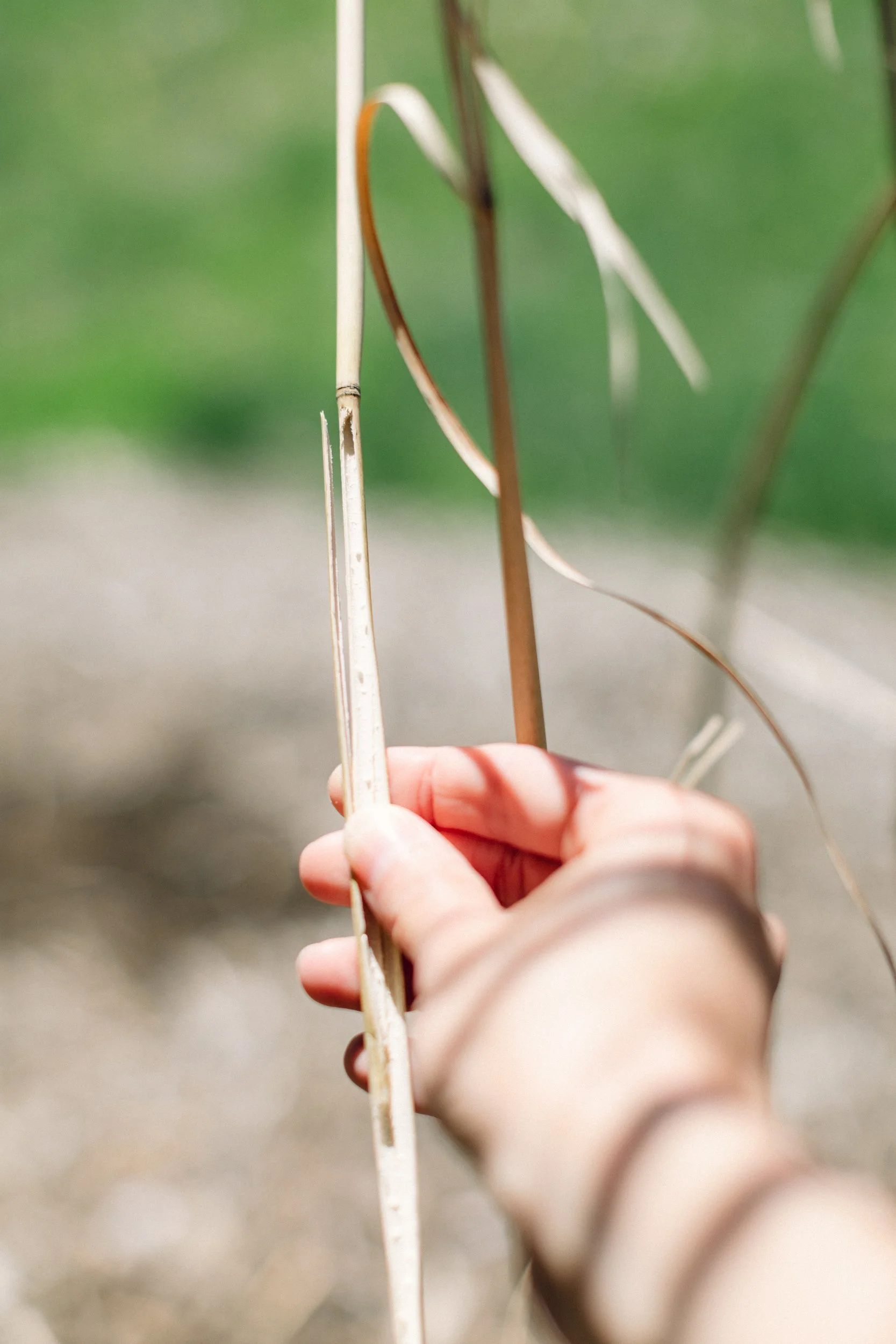  Hand holding switchgrass split open to show hollow inside. 