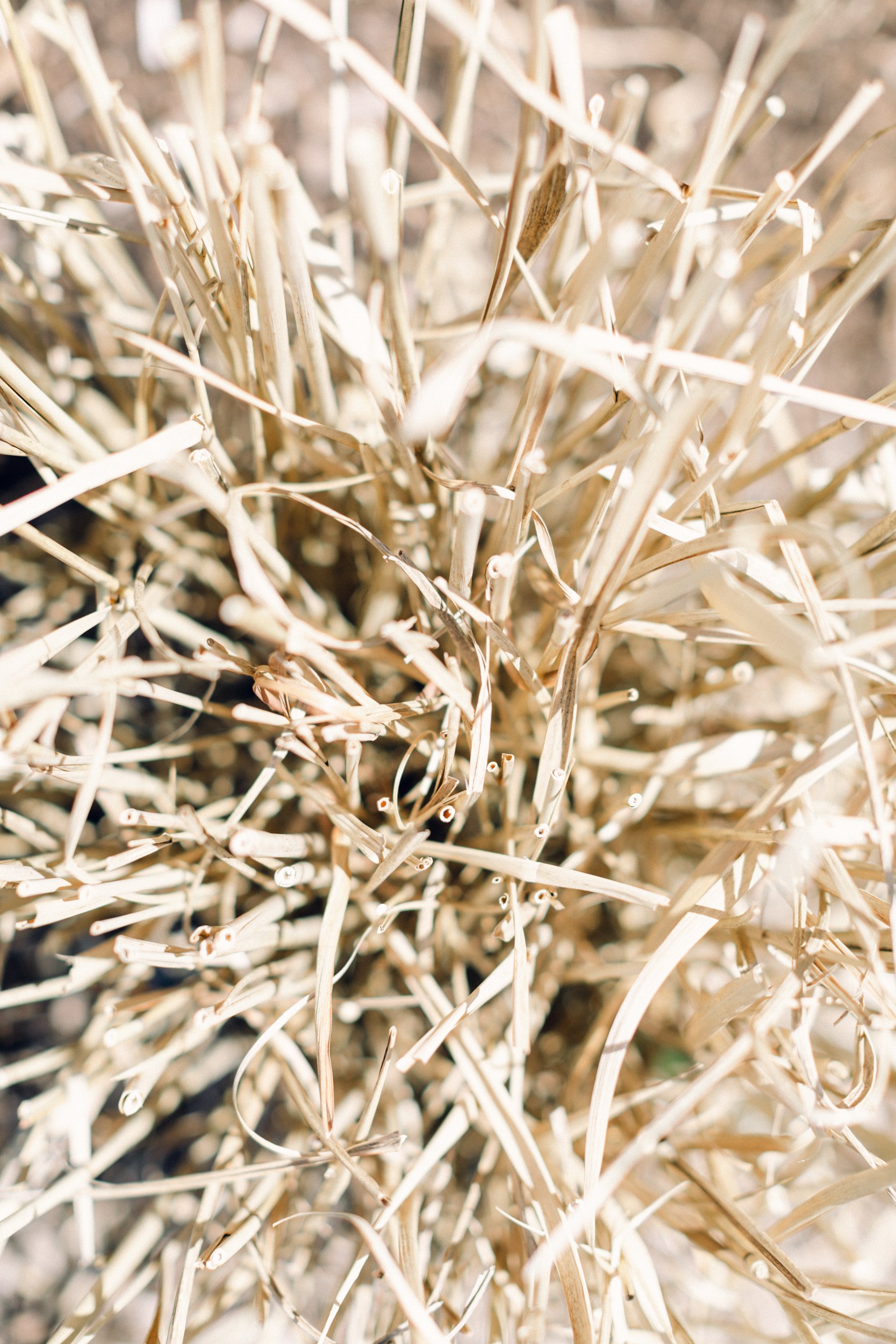  Clump of switchgrass stems trimmed shown from above to see hollow cavities.  