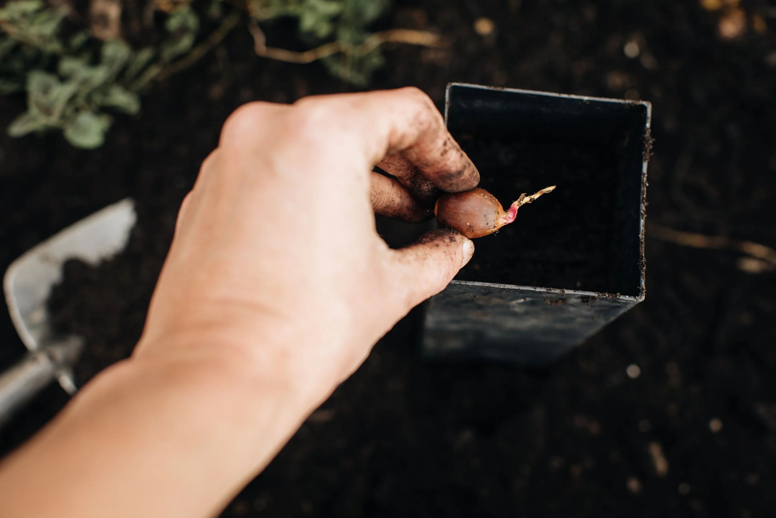 Fall Oak Plantings Part II