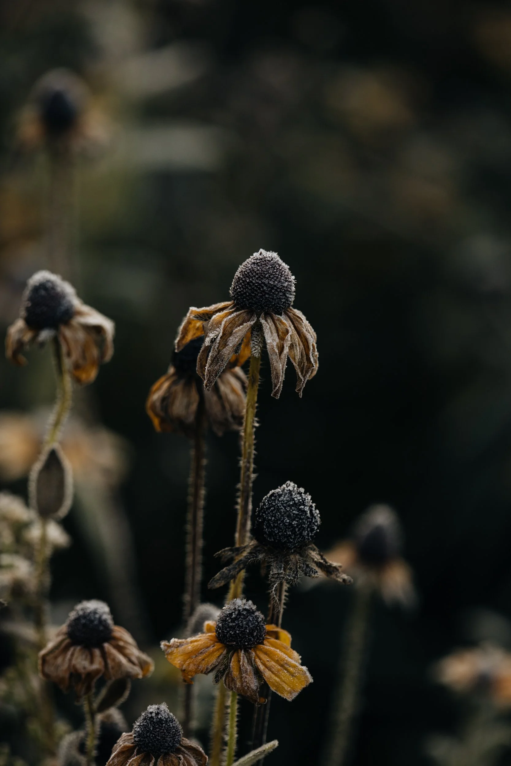 First Frost of the Season