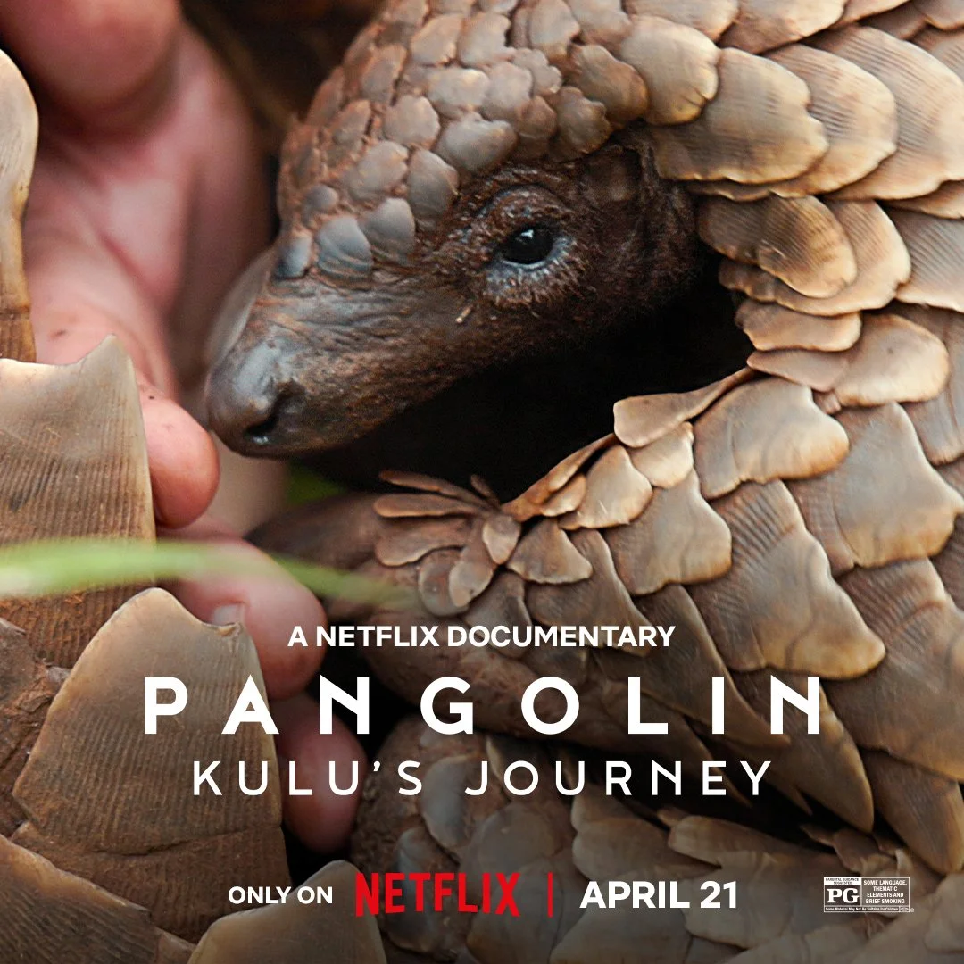 Netflix's Pangolin: Kulu's Journey and ImpactWild strengthens South Africa’s Judicial Response to Environmental Crime