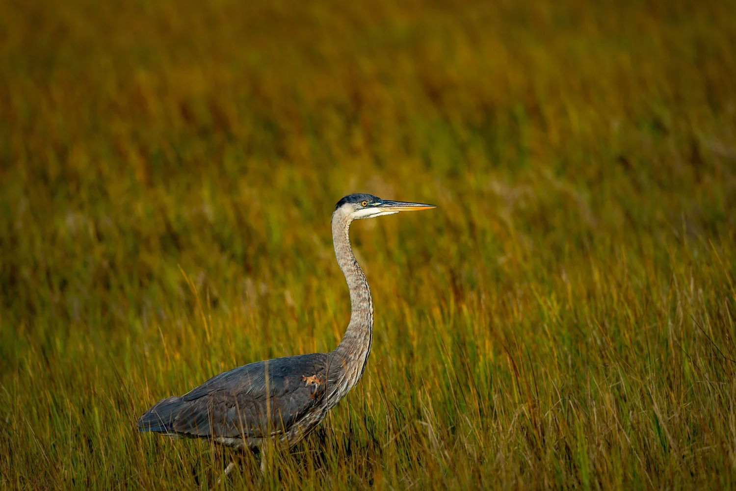 St Simons, Ga