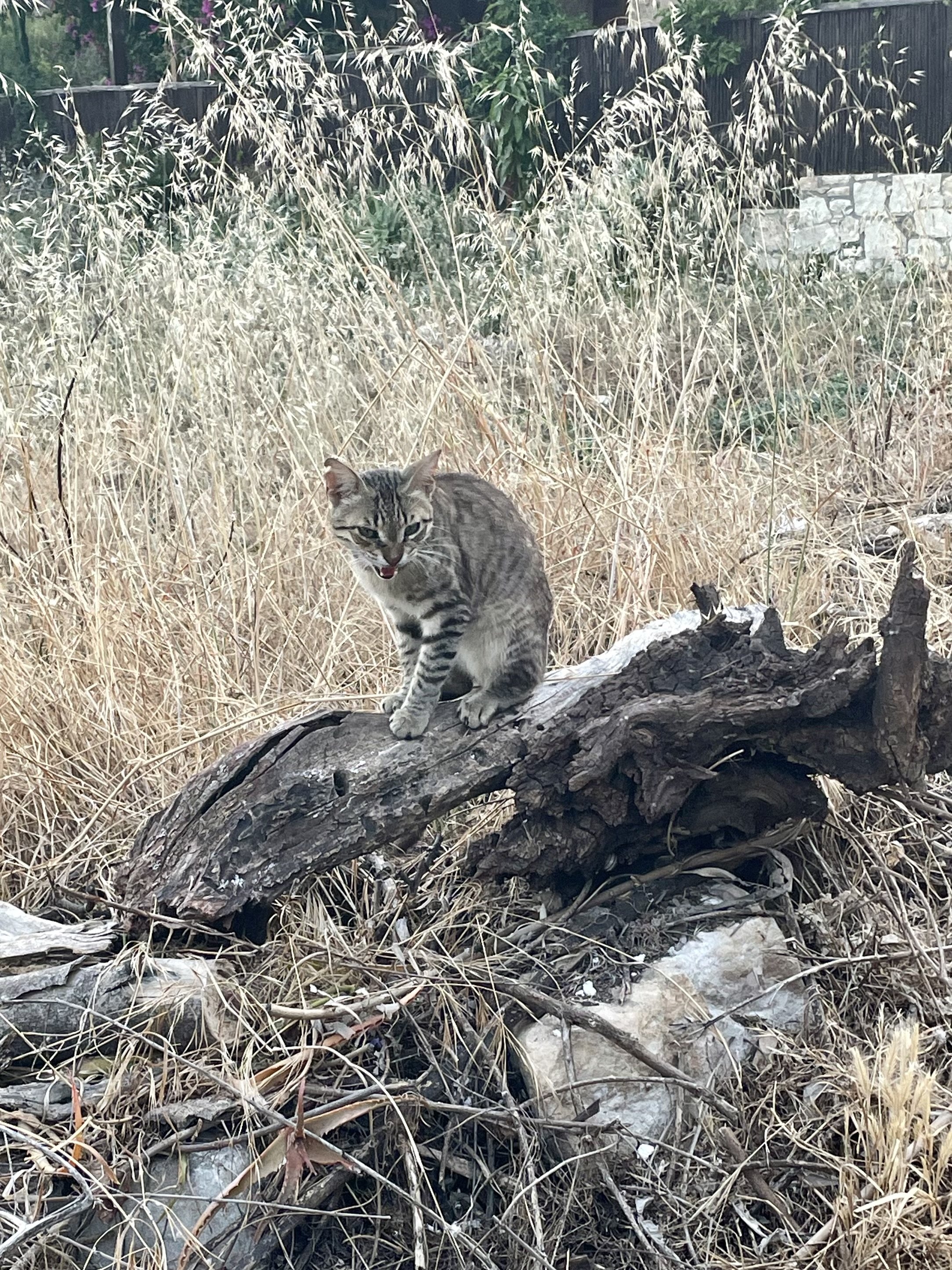 IMG_2908.jpeg