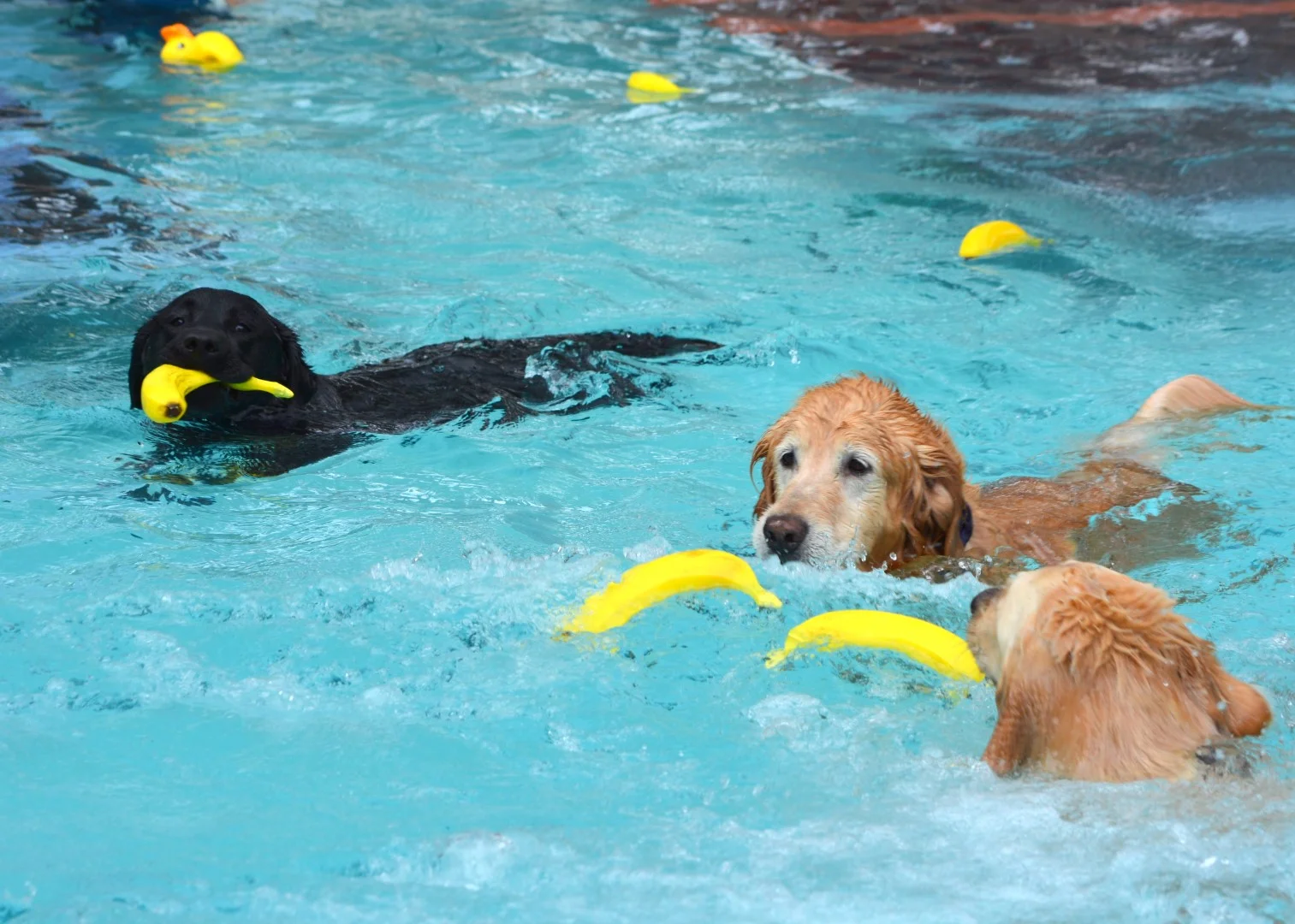 2015Sd1G3 DSC_7377 - Copy.JPG