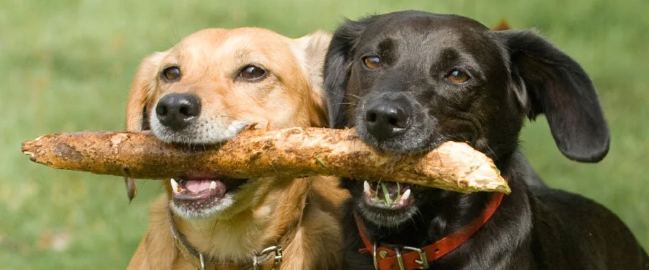 Dogs and sticks.jpg