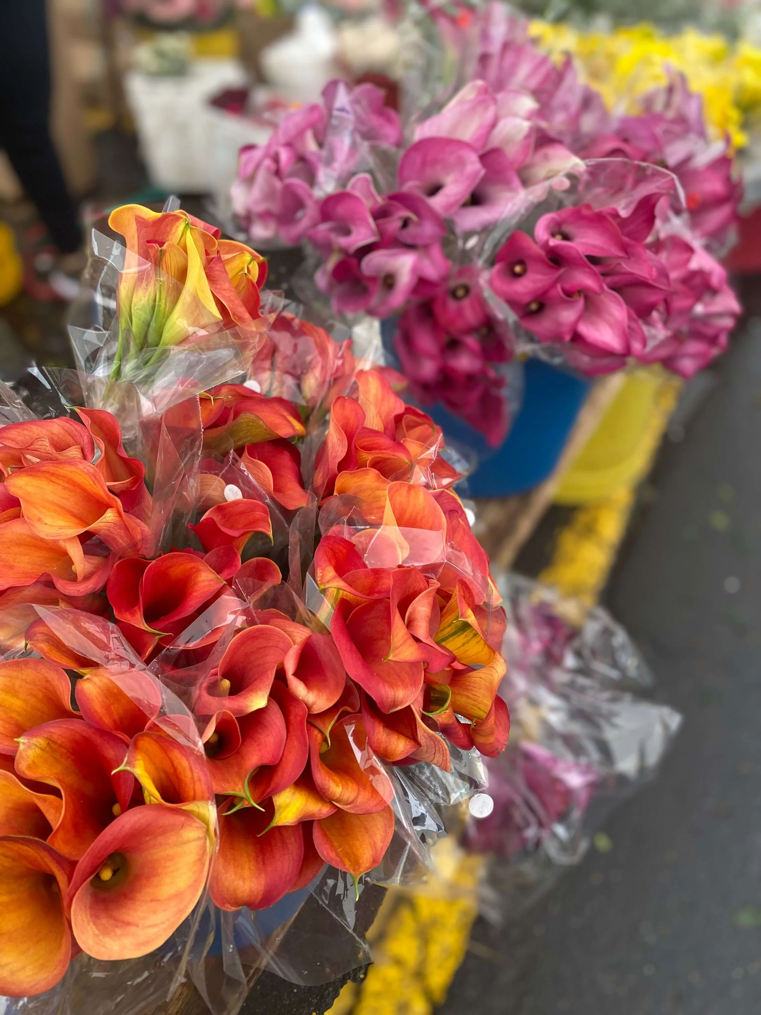 Bogota Colombia Colombian flowers Freny Green — Freny Green