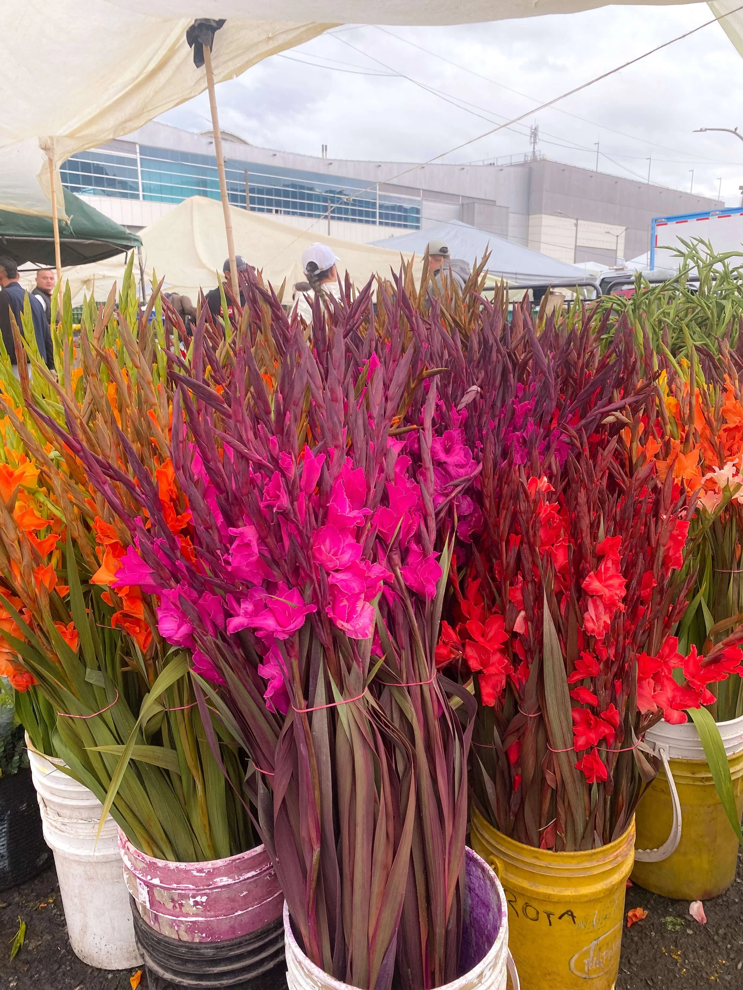 Freny Green Artist | Travel | Blog | Colombia | Bogota | Paloquemao | Flower market 