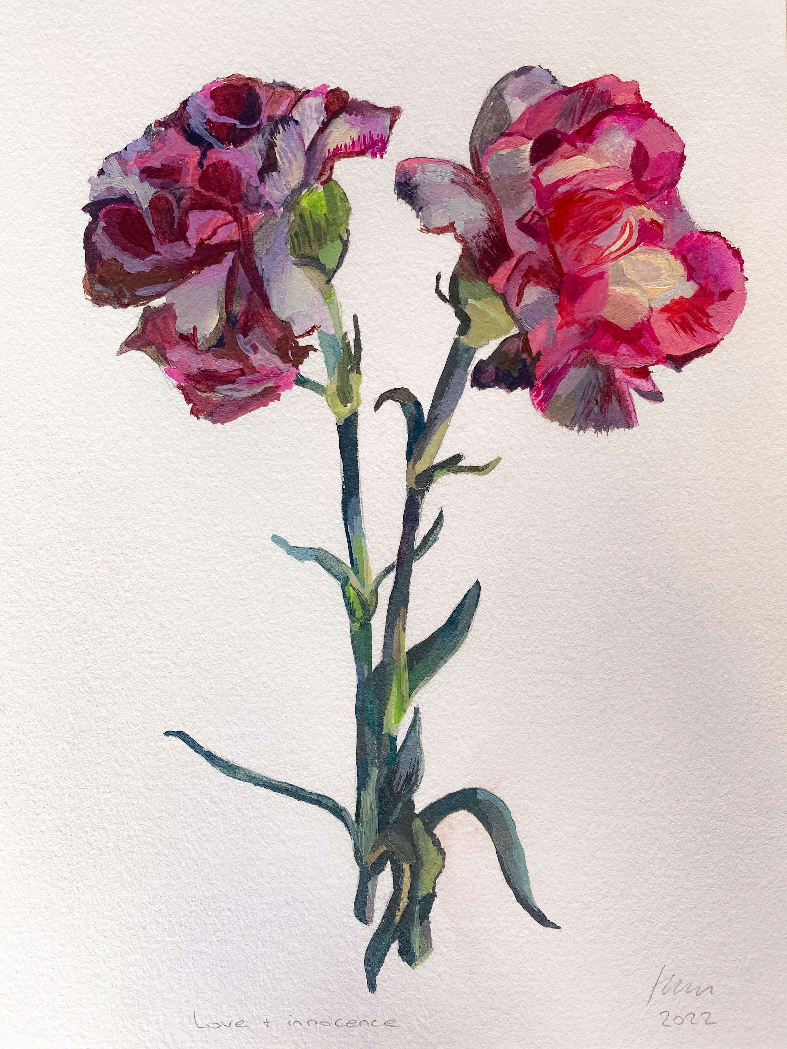 Carnations II : providing love and innocence