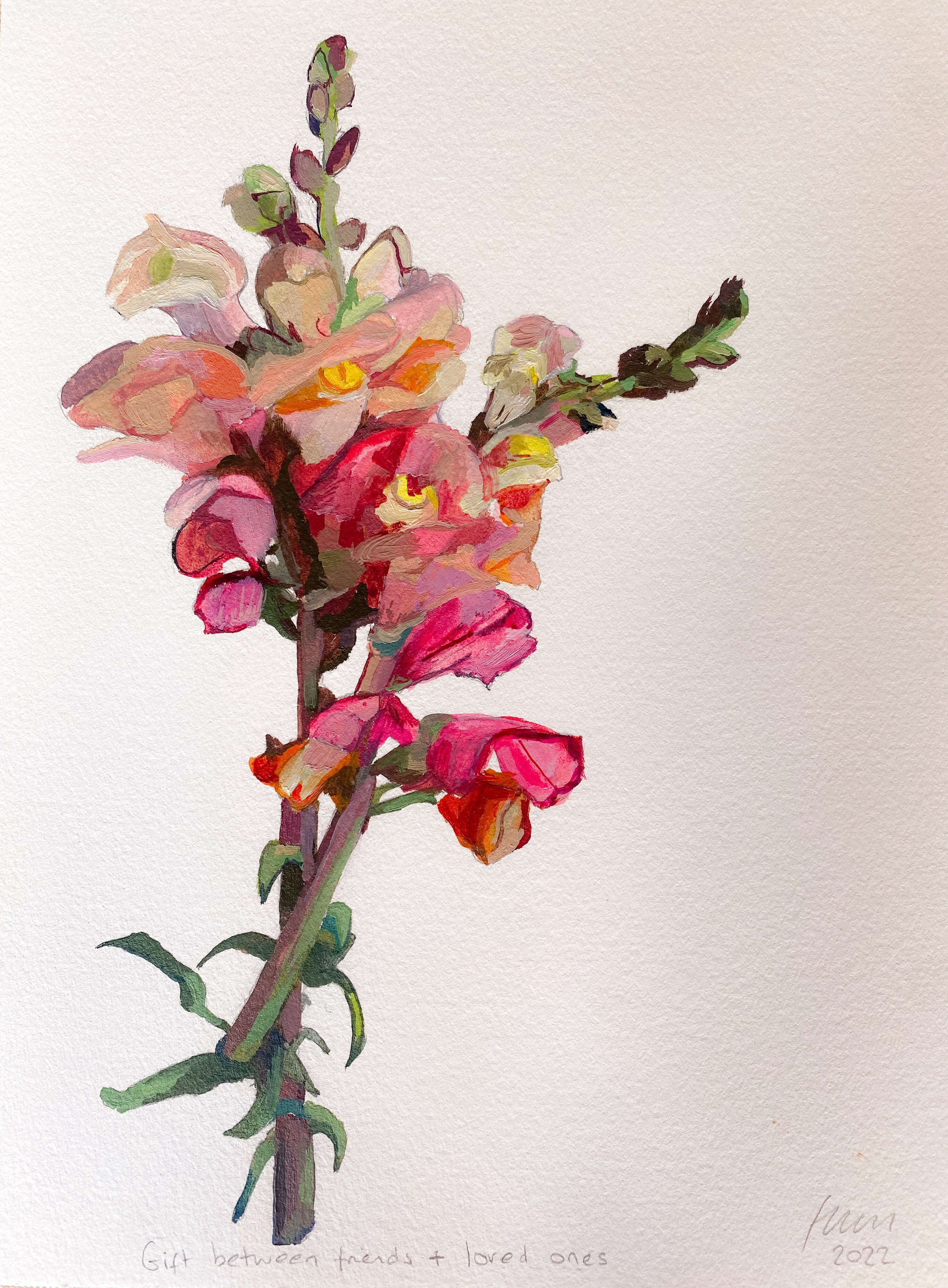 Snapdragons : a gift between friends and loved ones