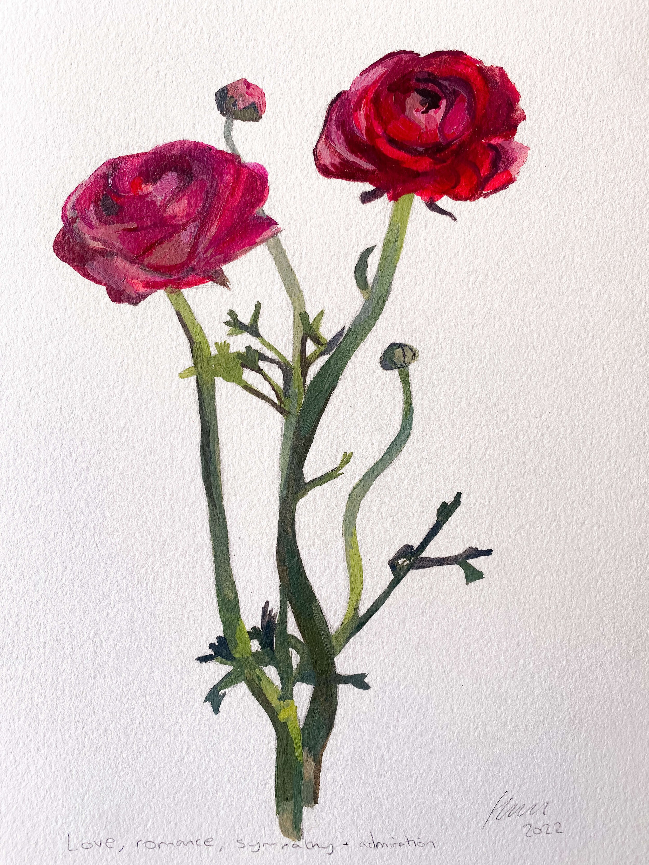 Ranunculus I : providing love, romance, sympathy, and admiration