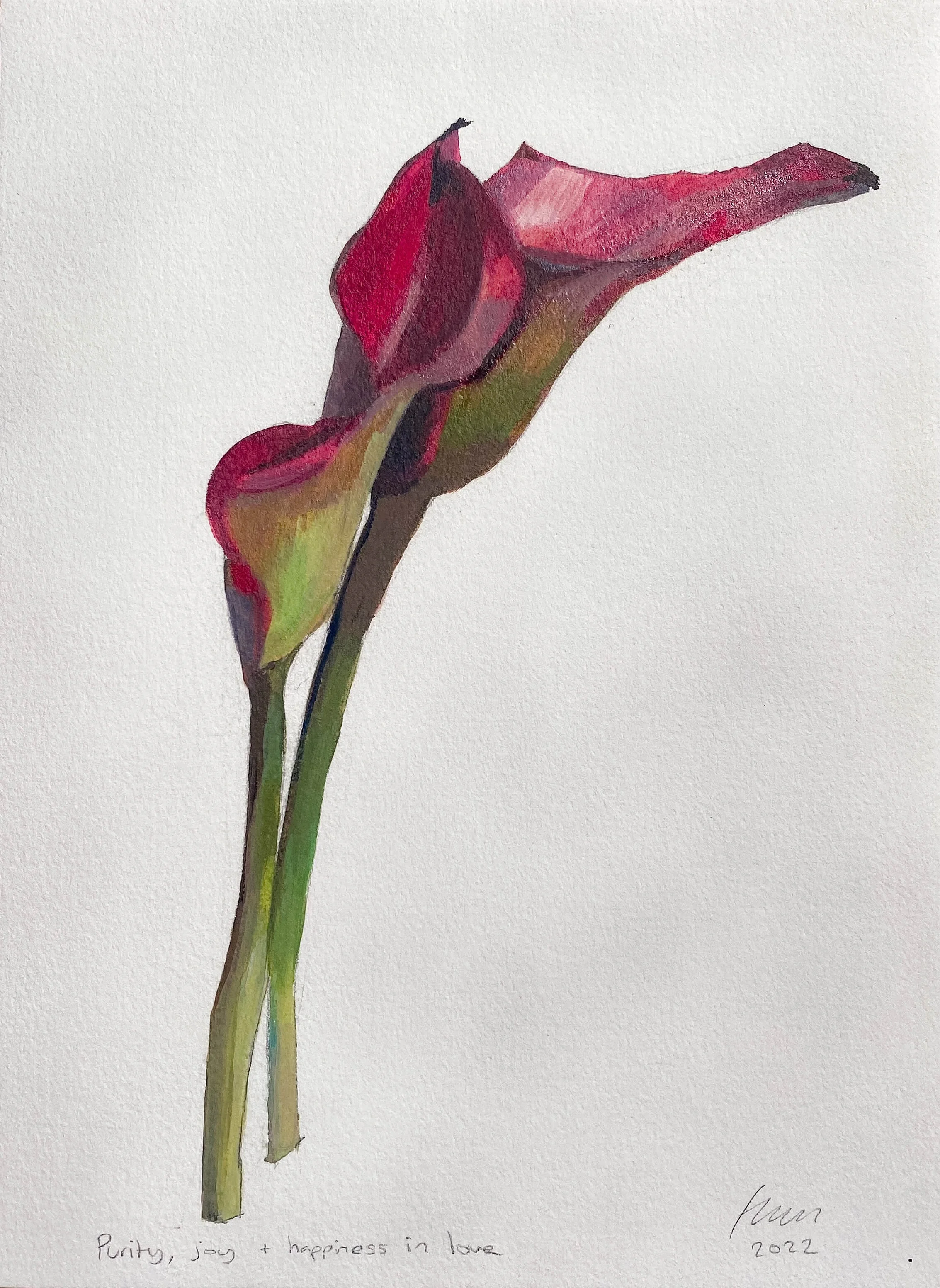Calla lilies : providing purity, joy and happiness in love
