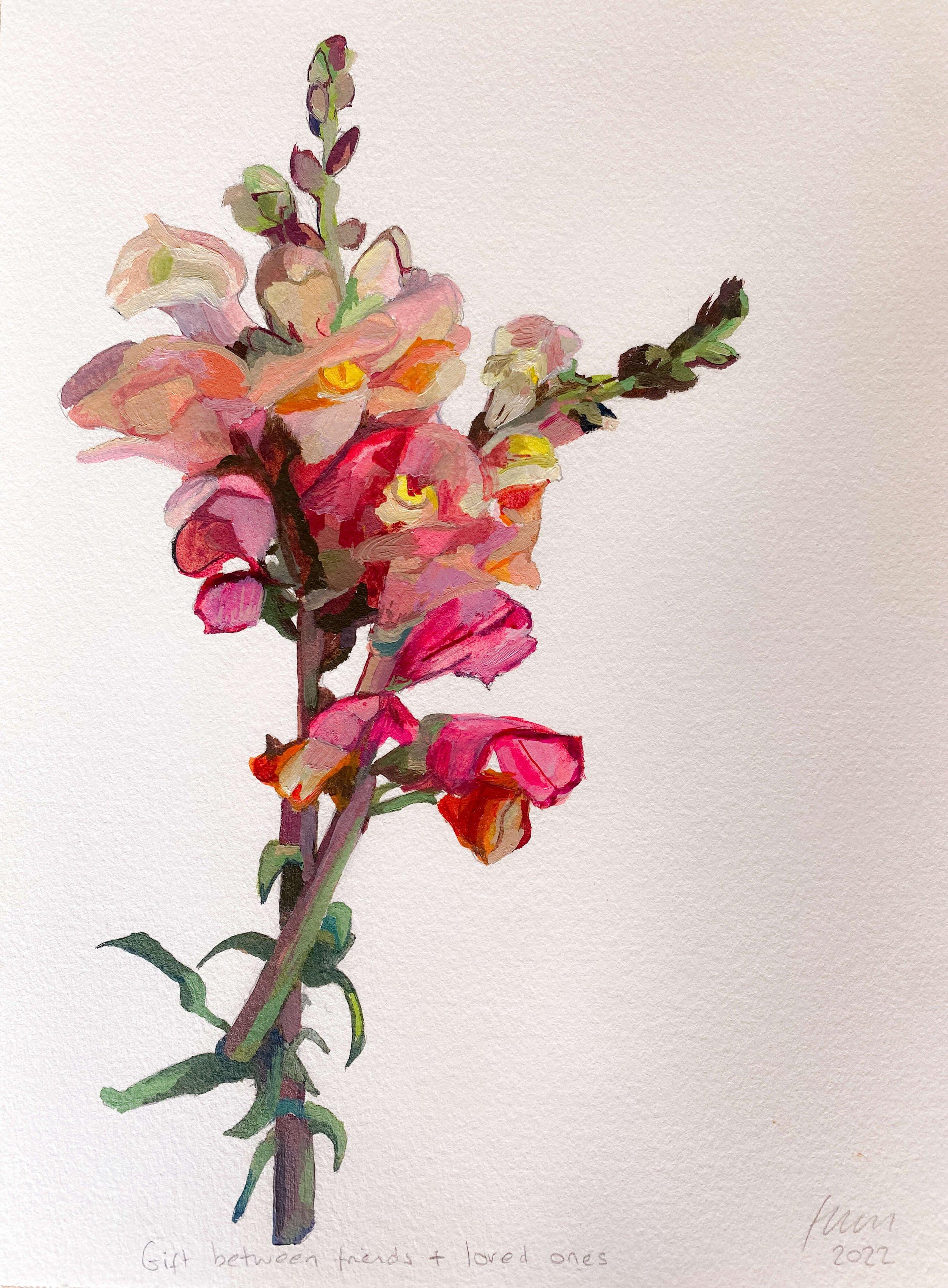 Freny Green | Artist | Oil paintings for sale | Colombia | Bogota | Paloquemao | Flower market | Art for the home | Botanical art | Floral art | Oil paintings 30cm x 20cm | Snapdragons