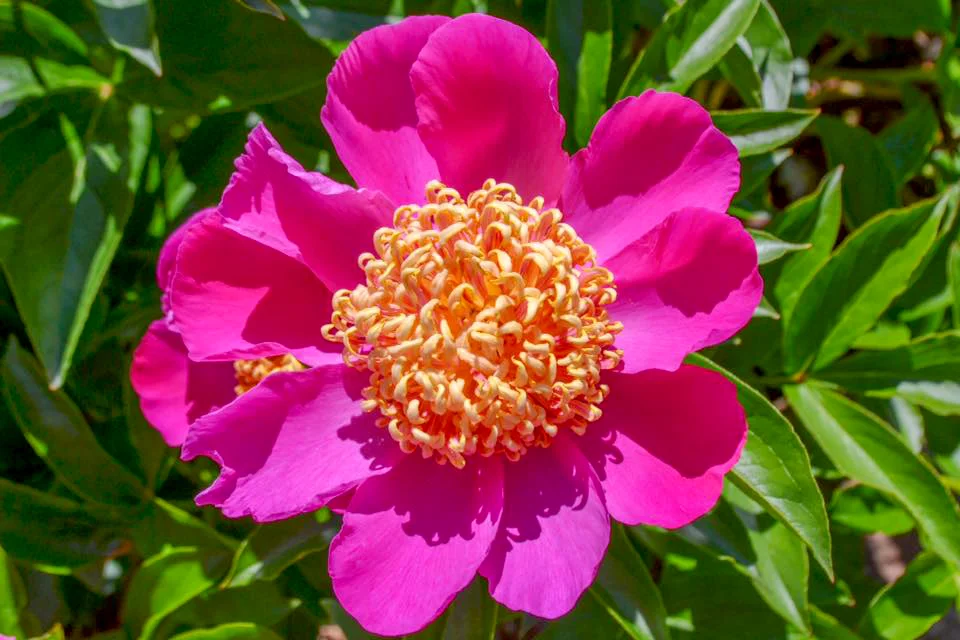 pink wildflower copy.jpg