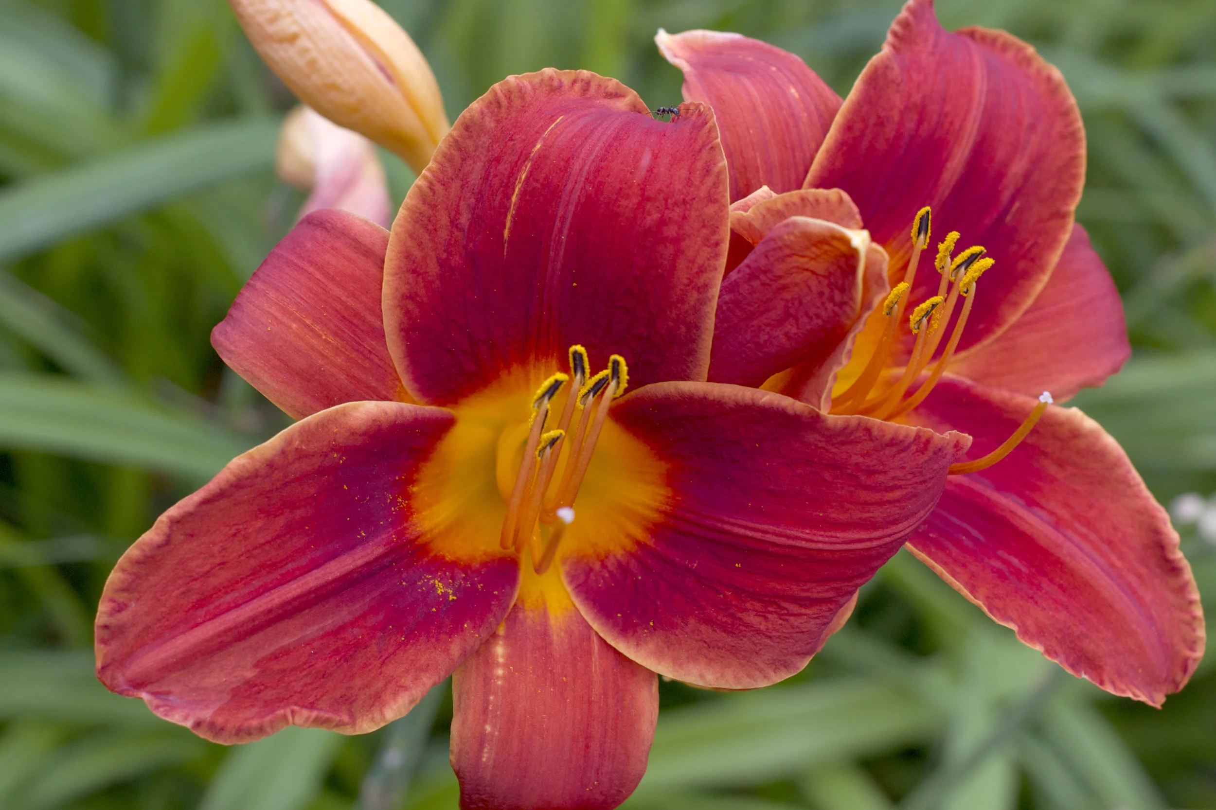 red-orange-lilies.jpg