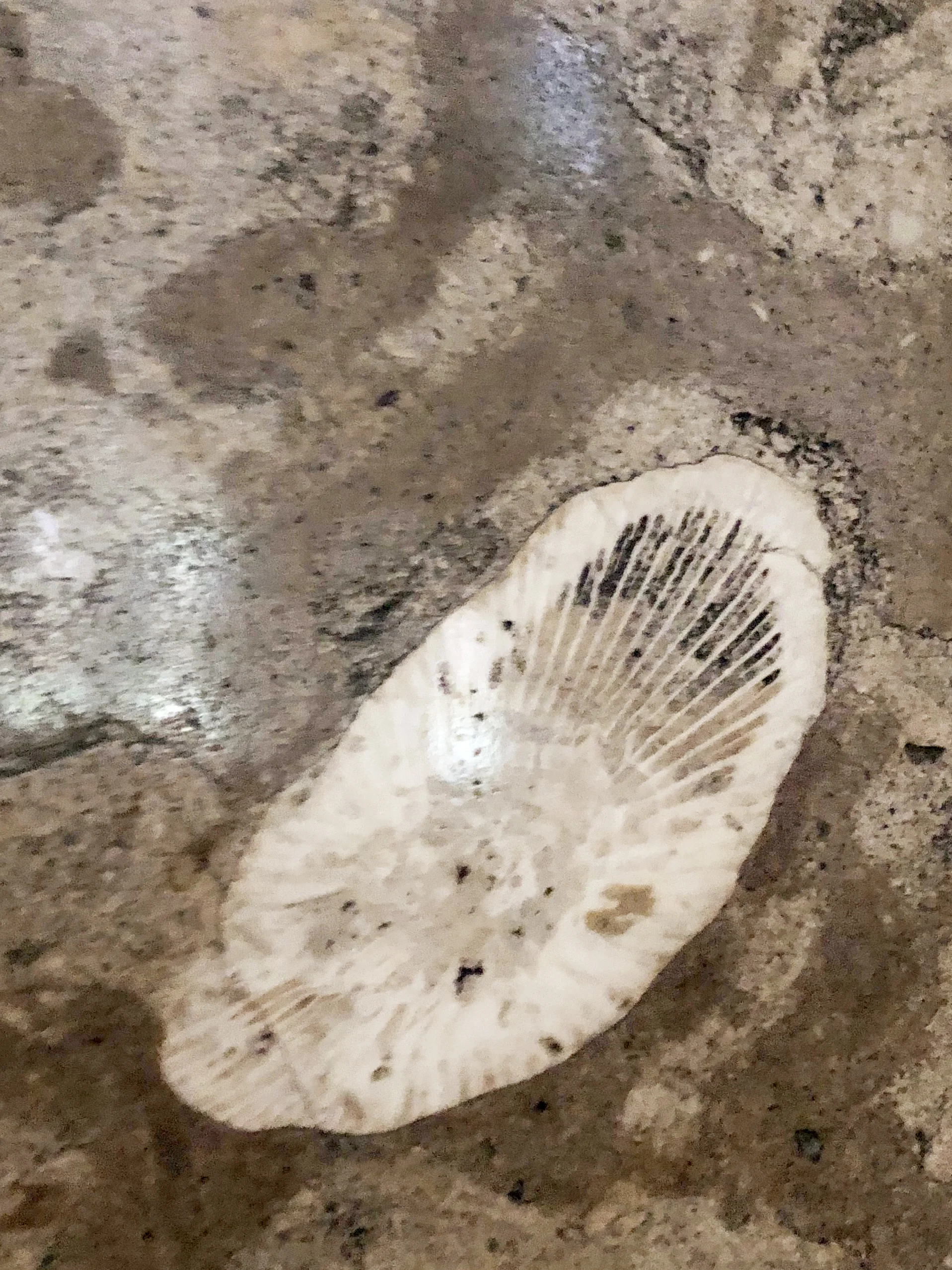 shell-fossil.jpg