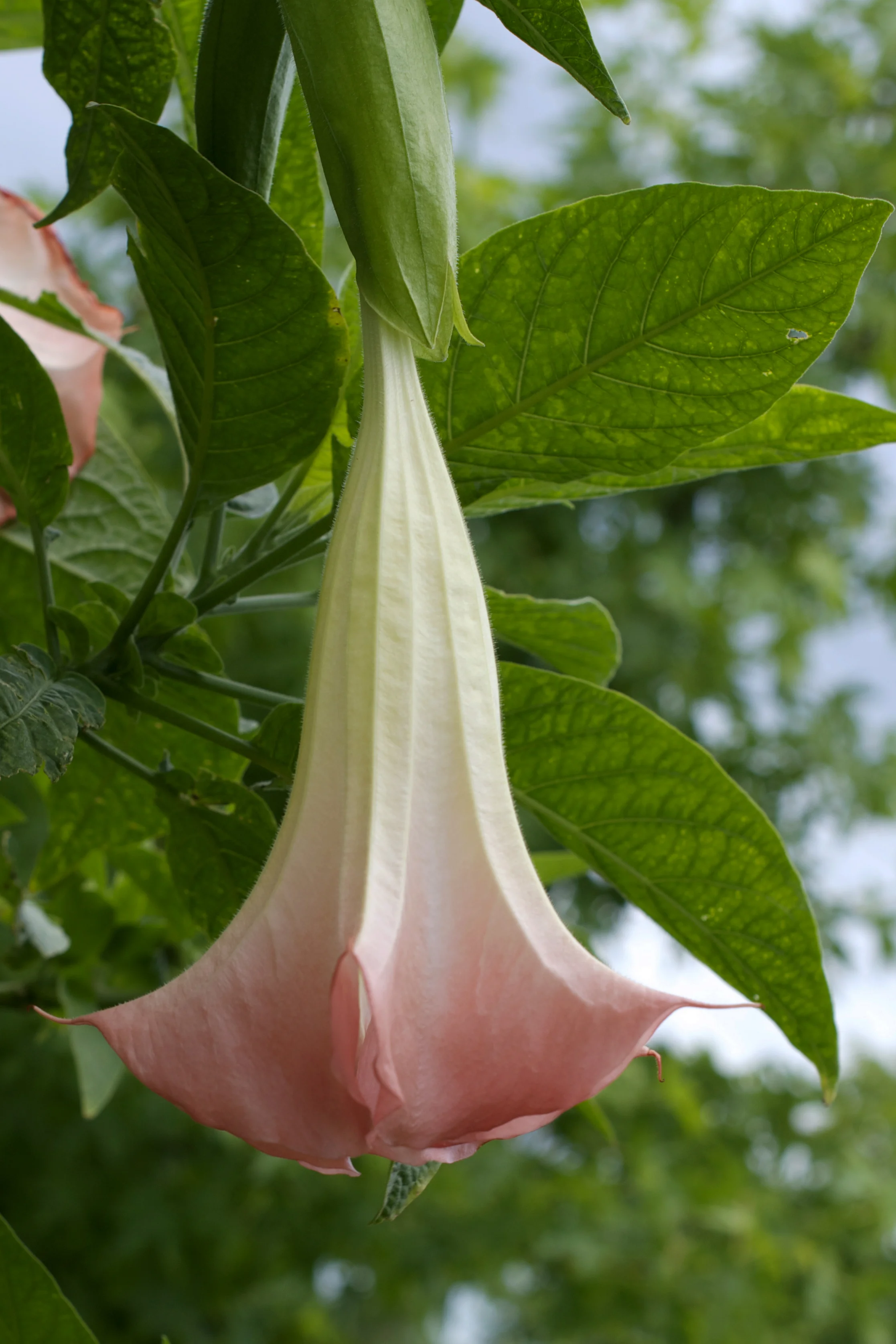umbrella-plant.jpg