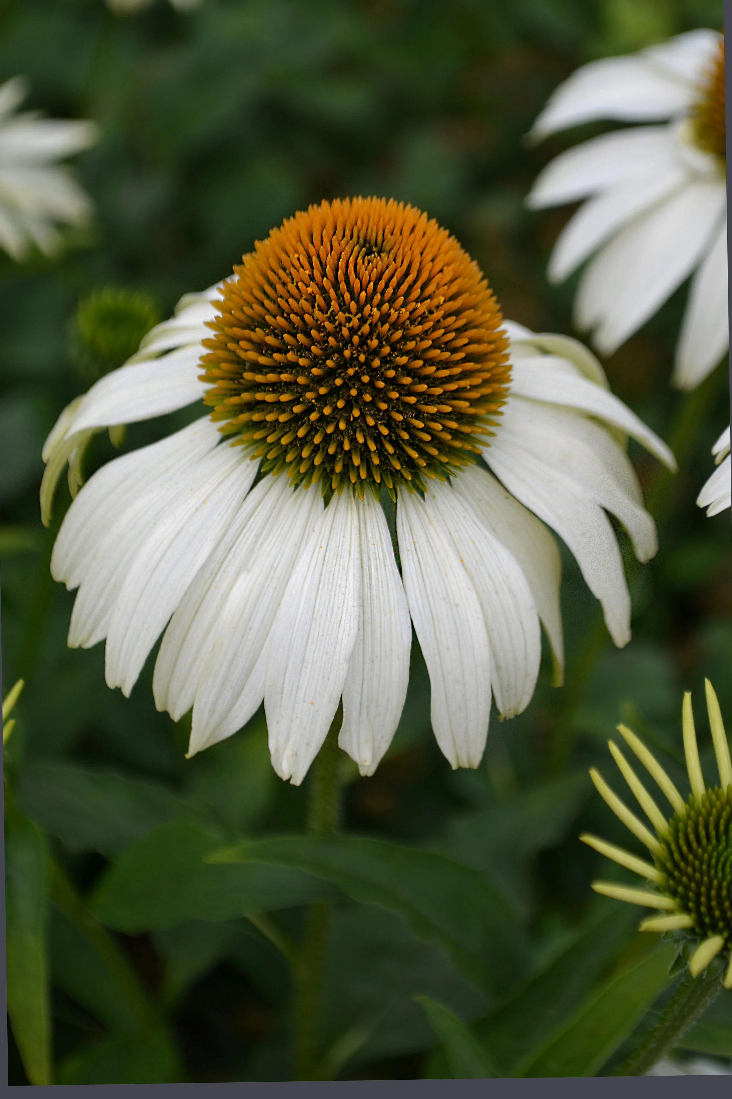 white-cone-flower.jpg