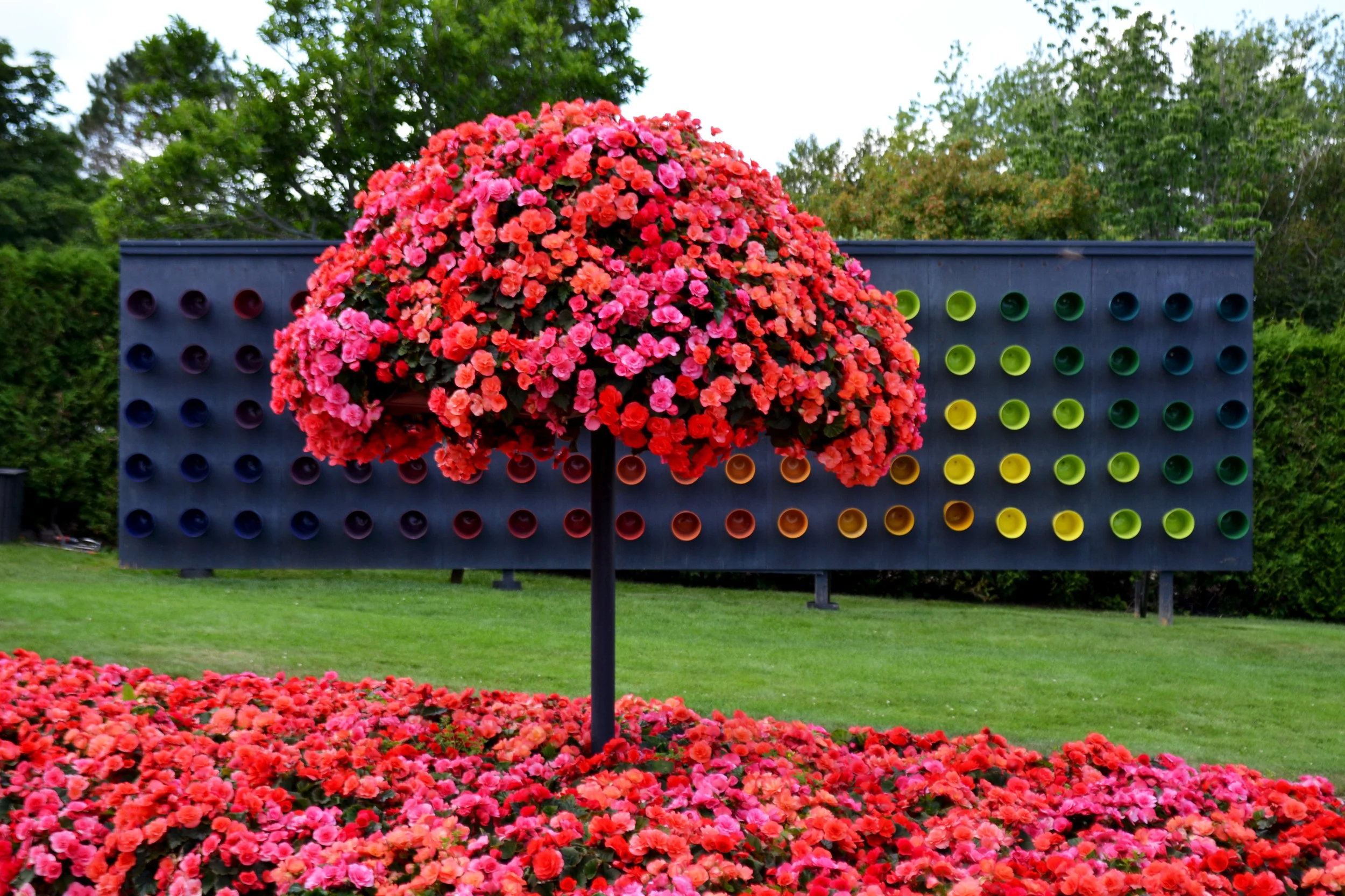 begonia-pink-tree-against-colourful-sculpture.jpg