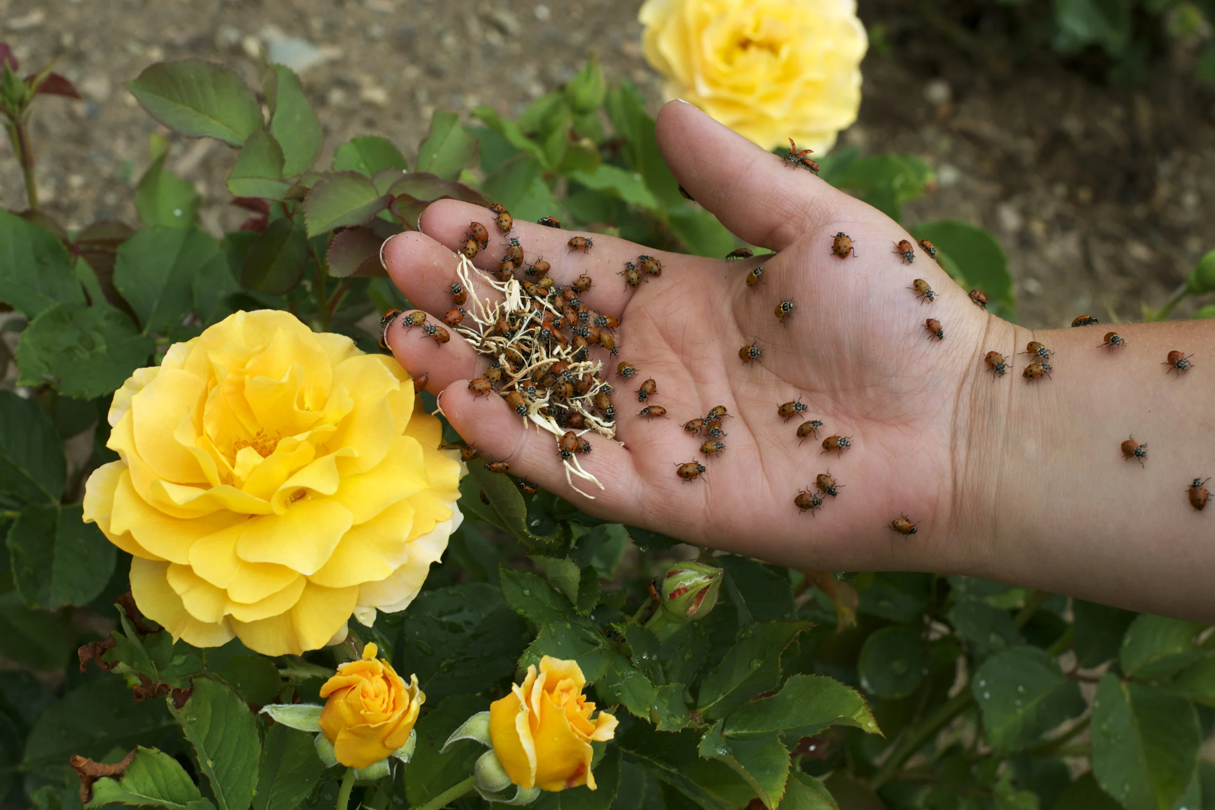 ladybug-release-in-yellow-roses.jpg