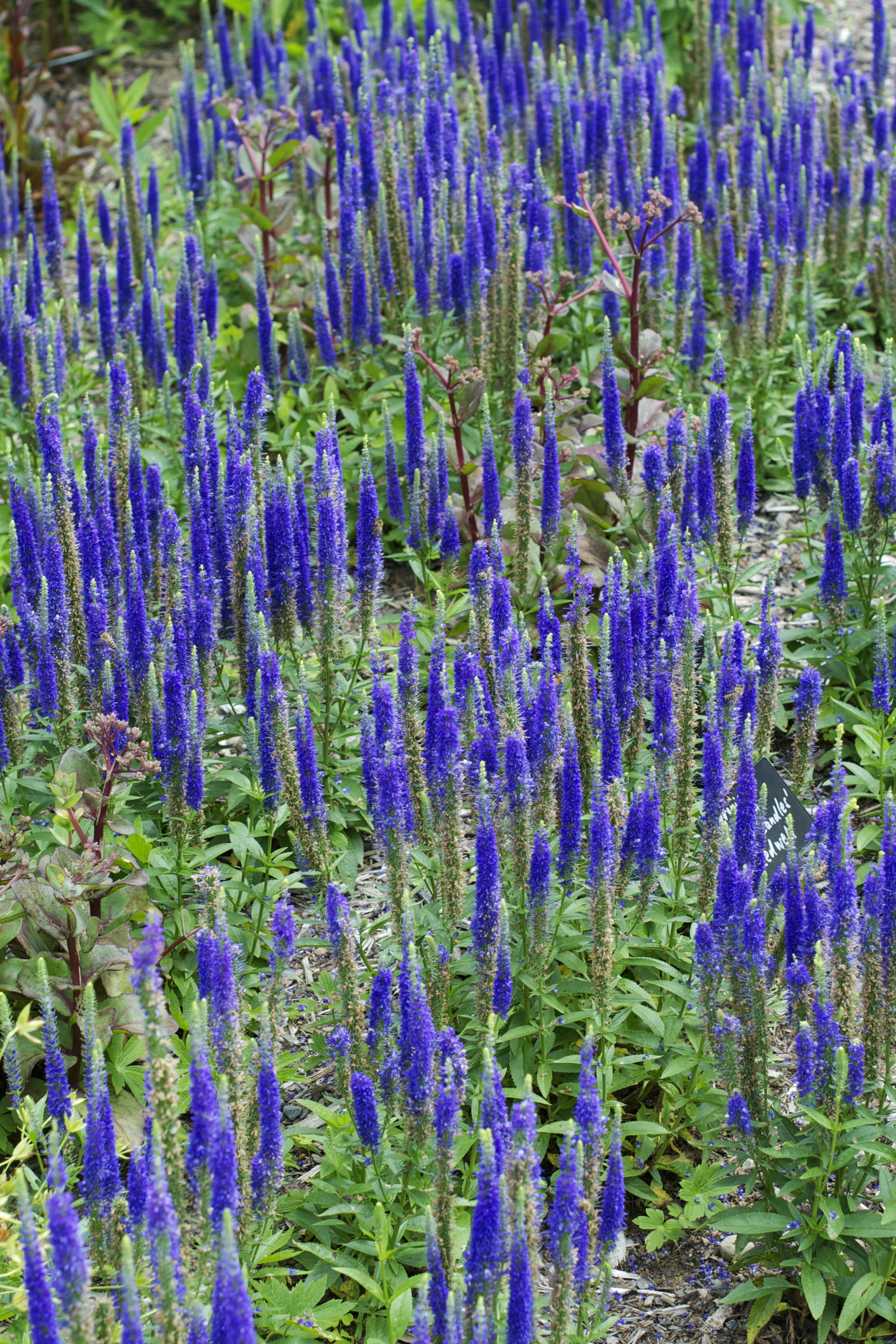 blue-salvia.jpg