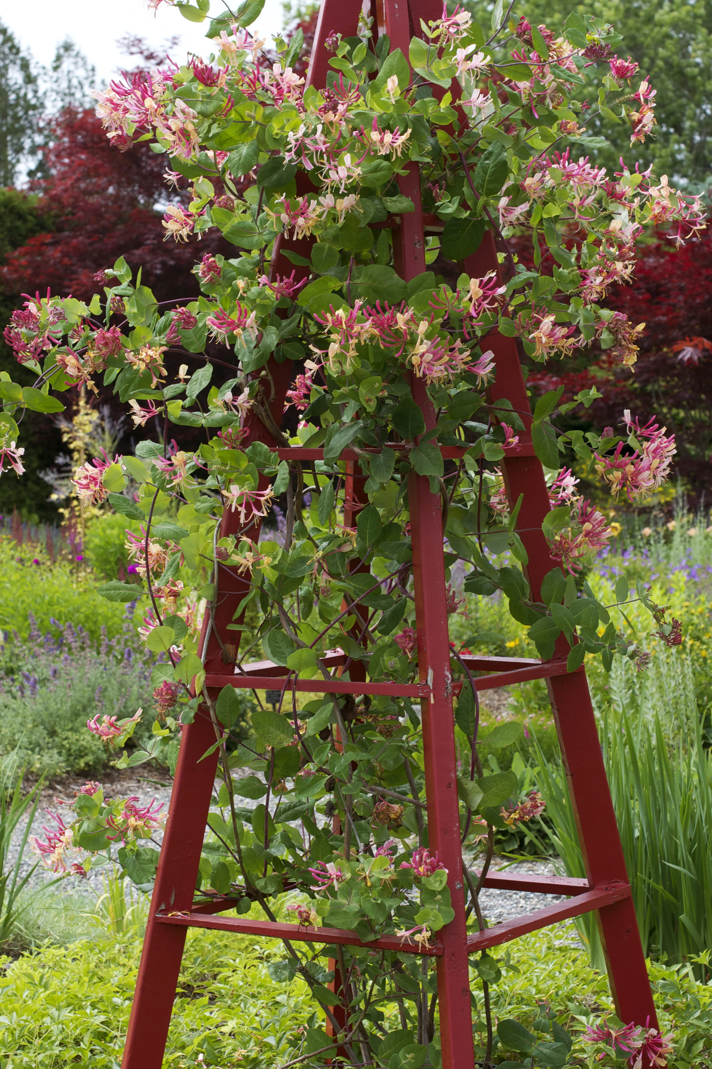 ladder-of-flowers.jpg