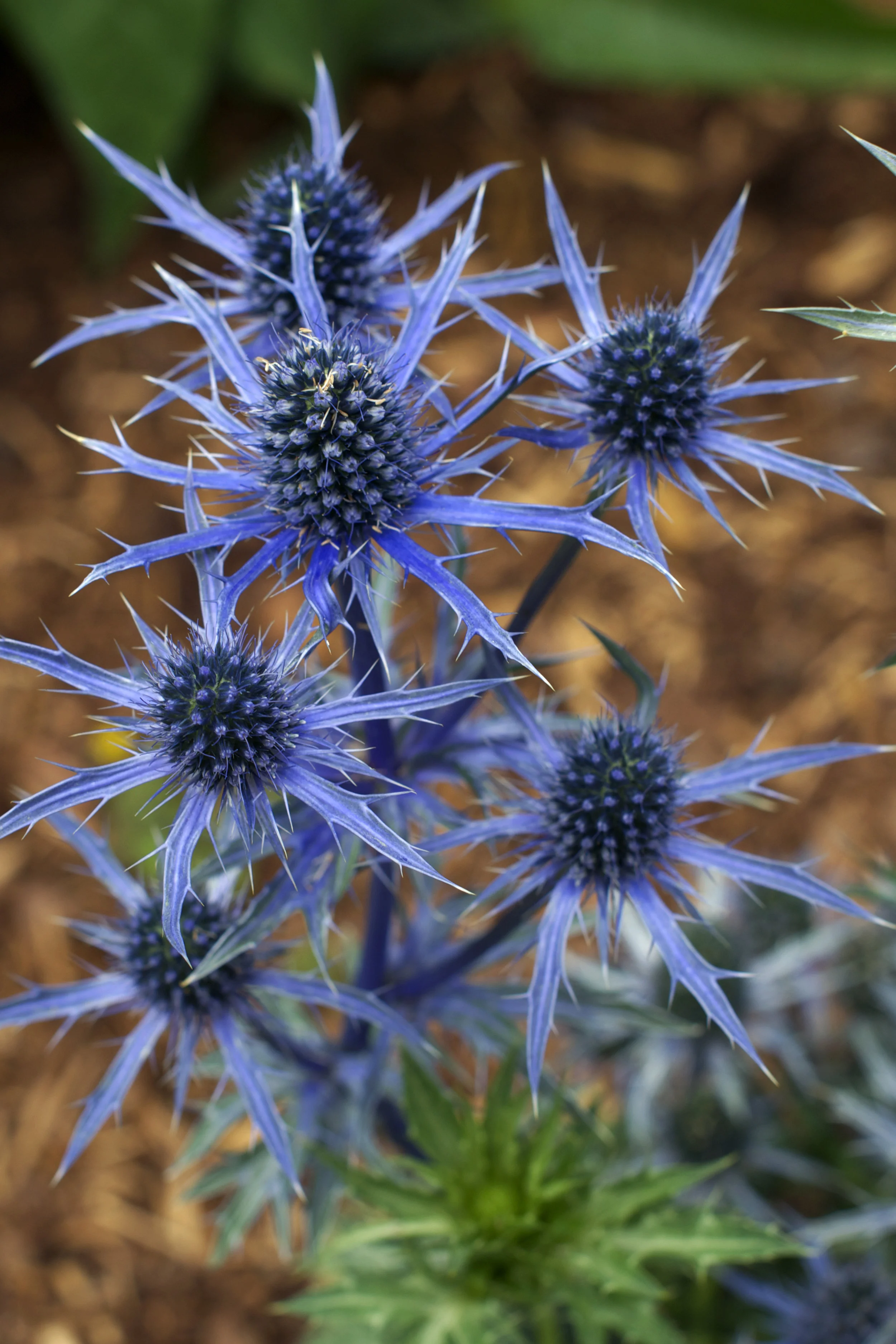 mermaid-flowers.jpg