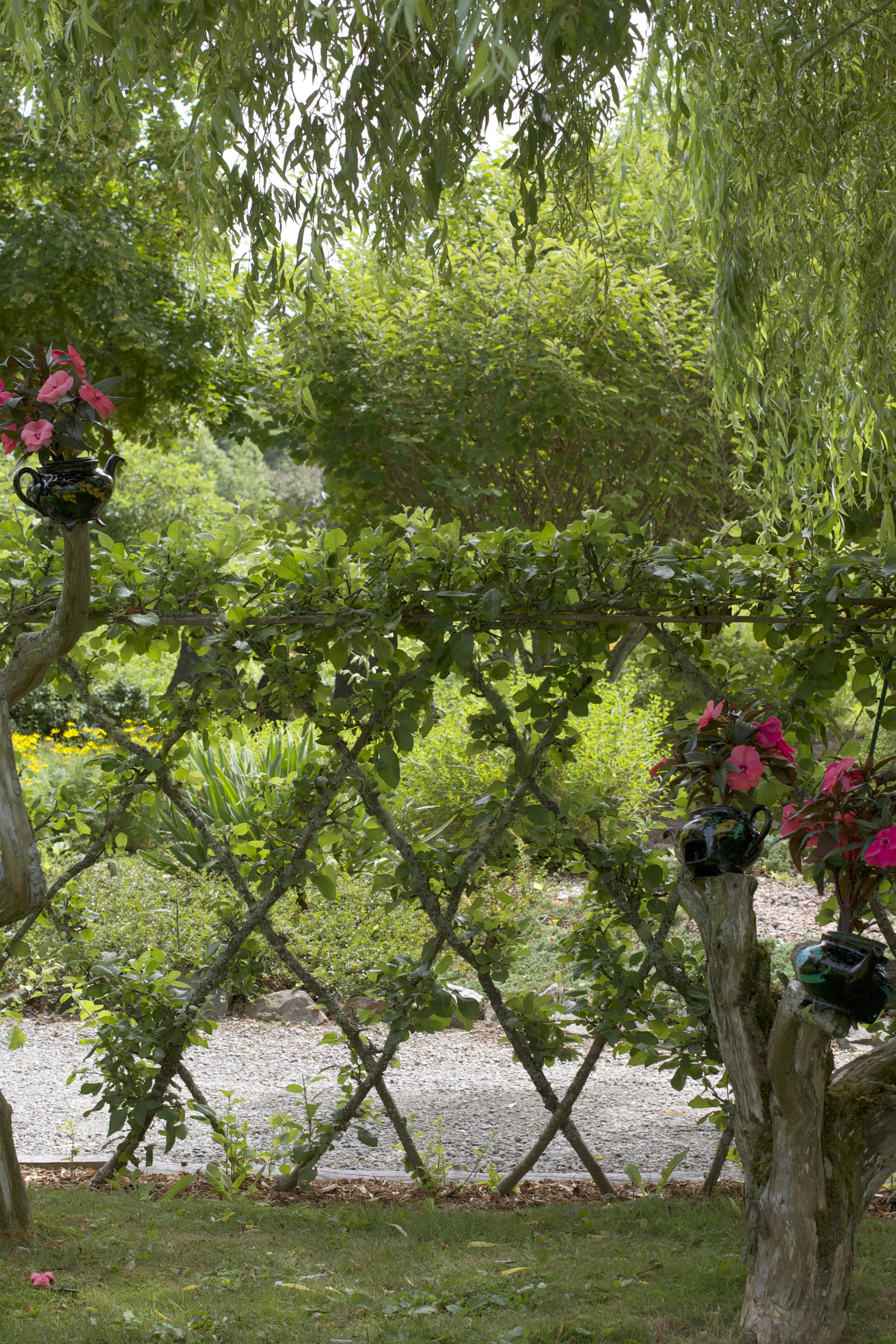 vine-fence.jpg