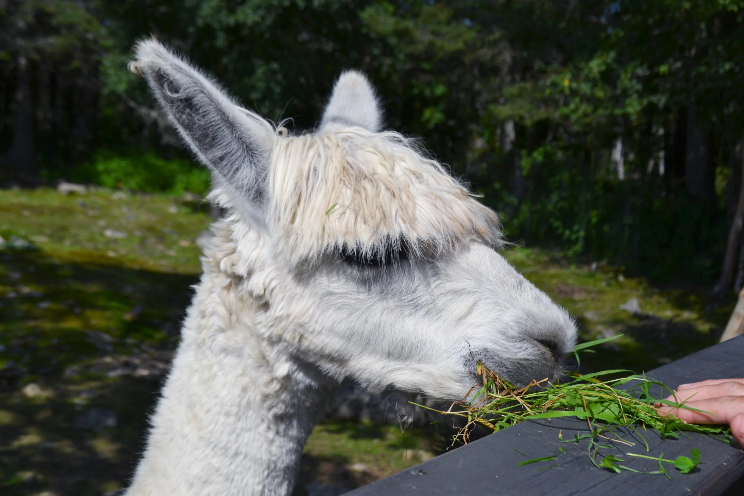 white-llama.jpg