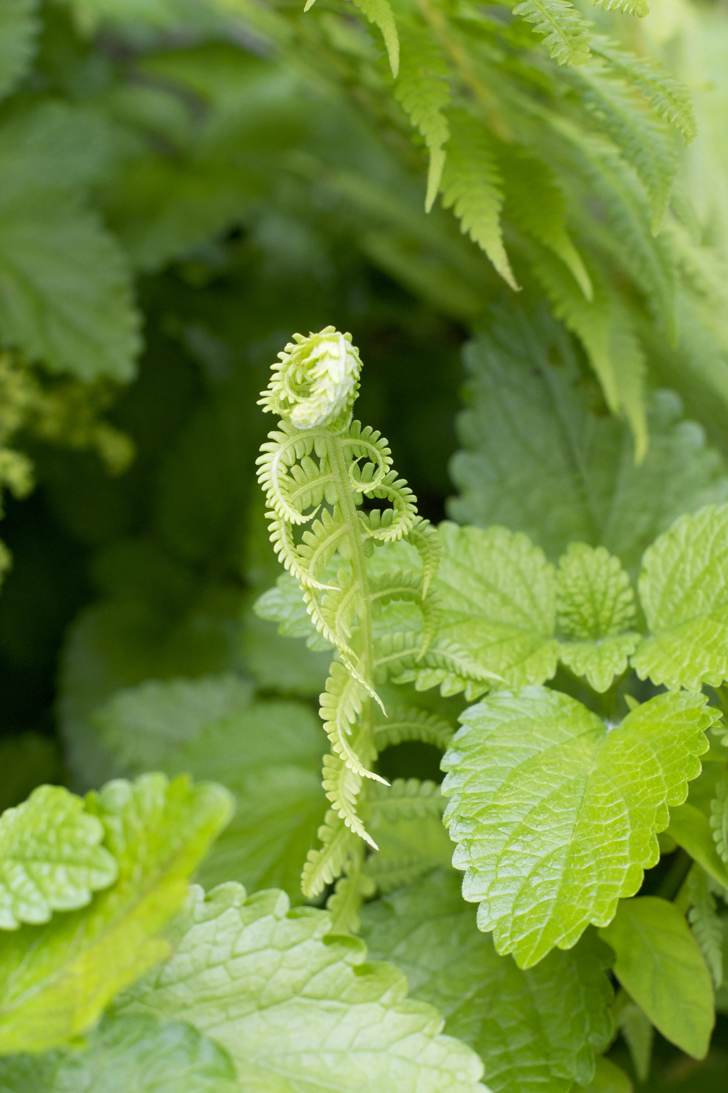 curly-fern.jpg