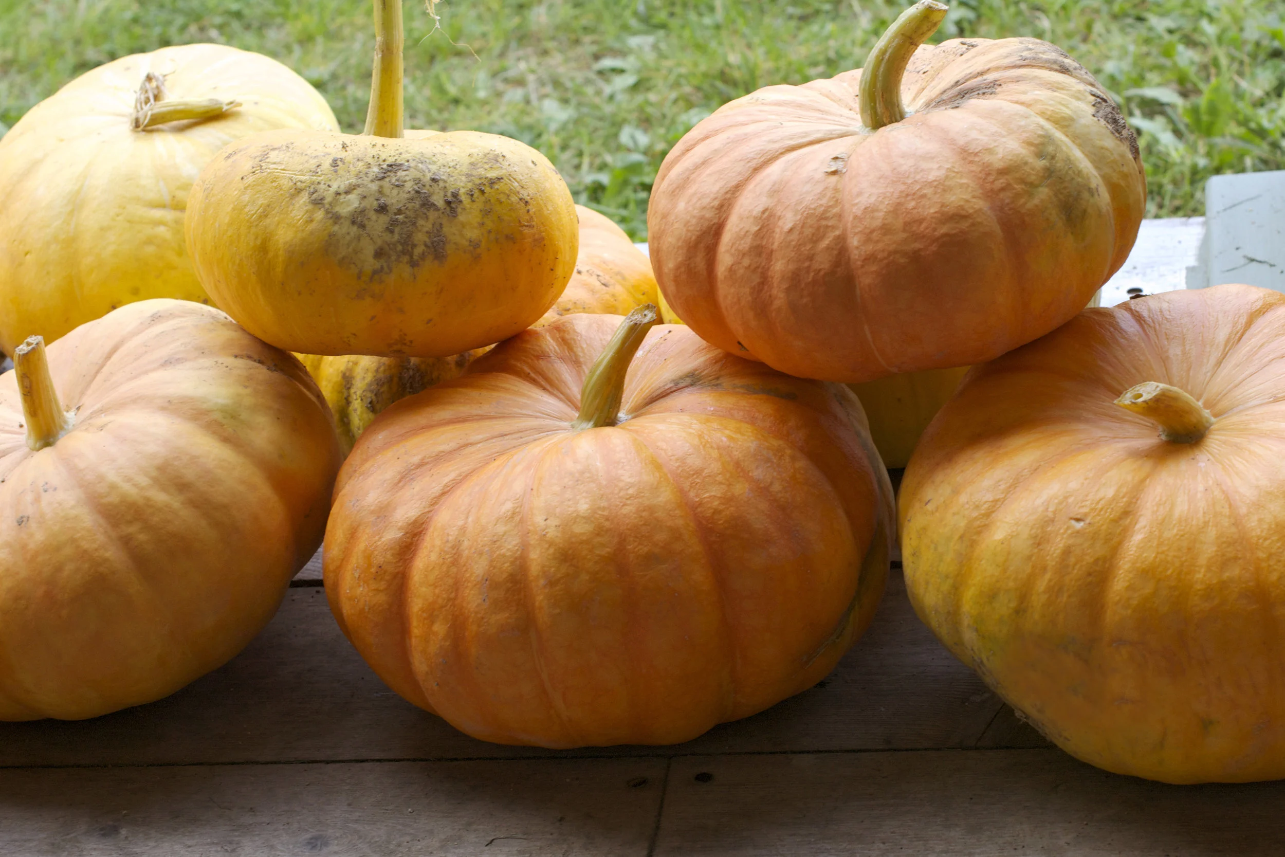 pumpkin-pile.jpg