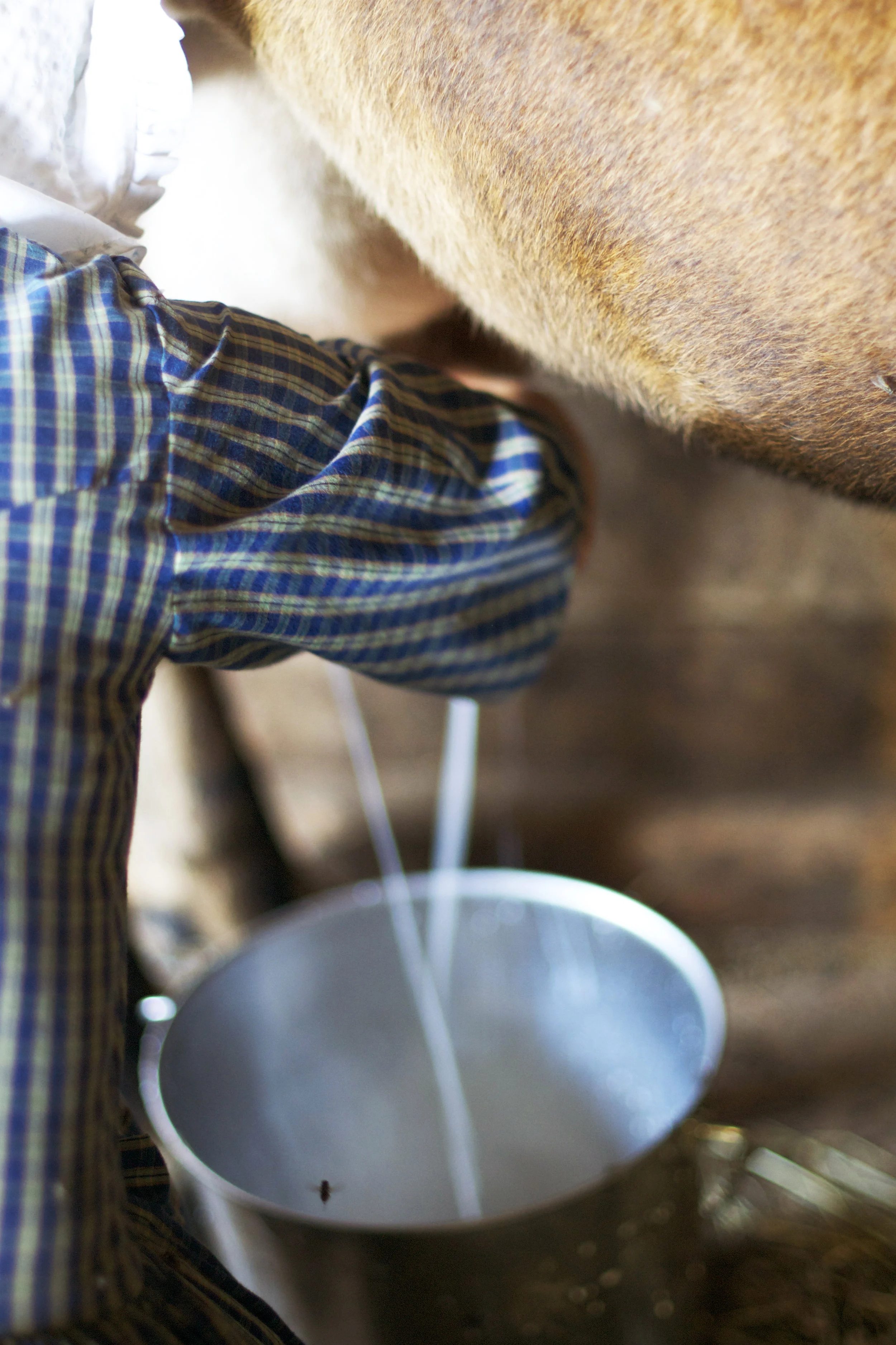 milking-maiden.jpg