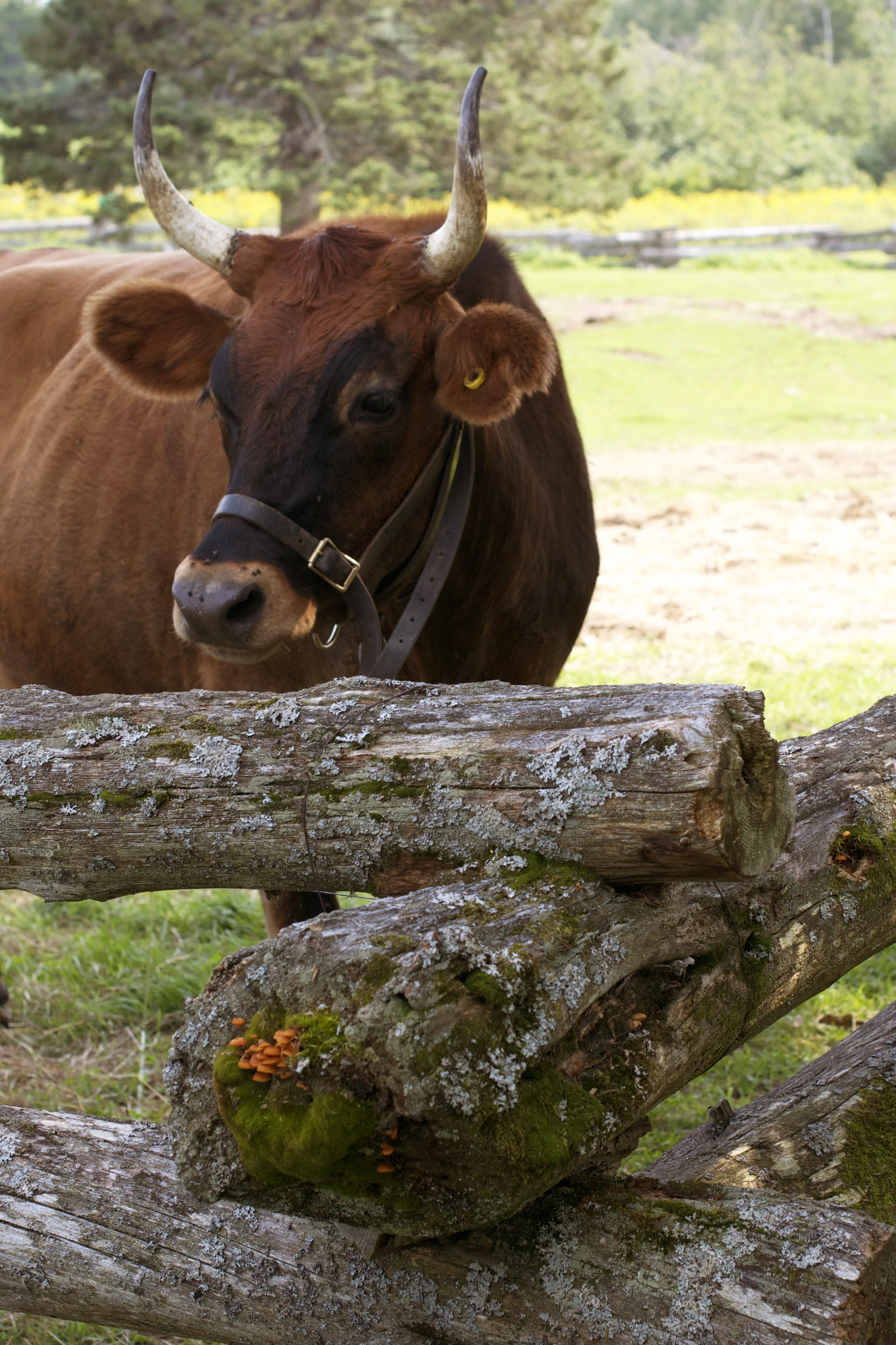 long-horn-cow.jpg