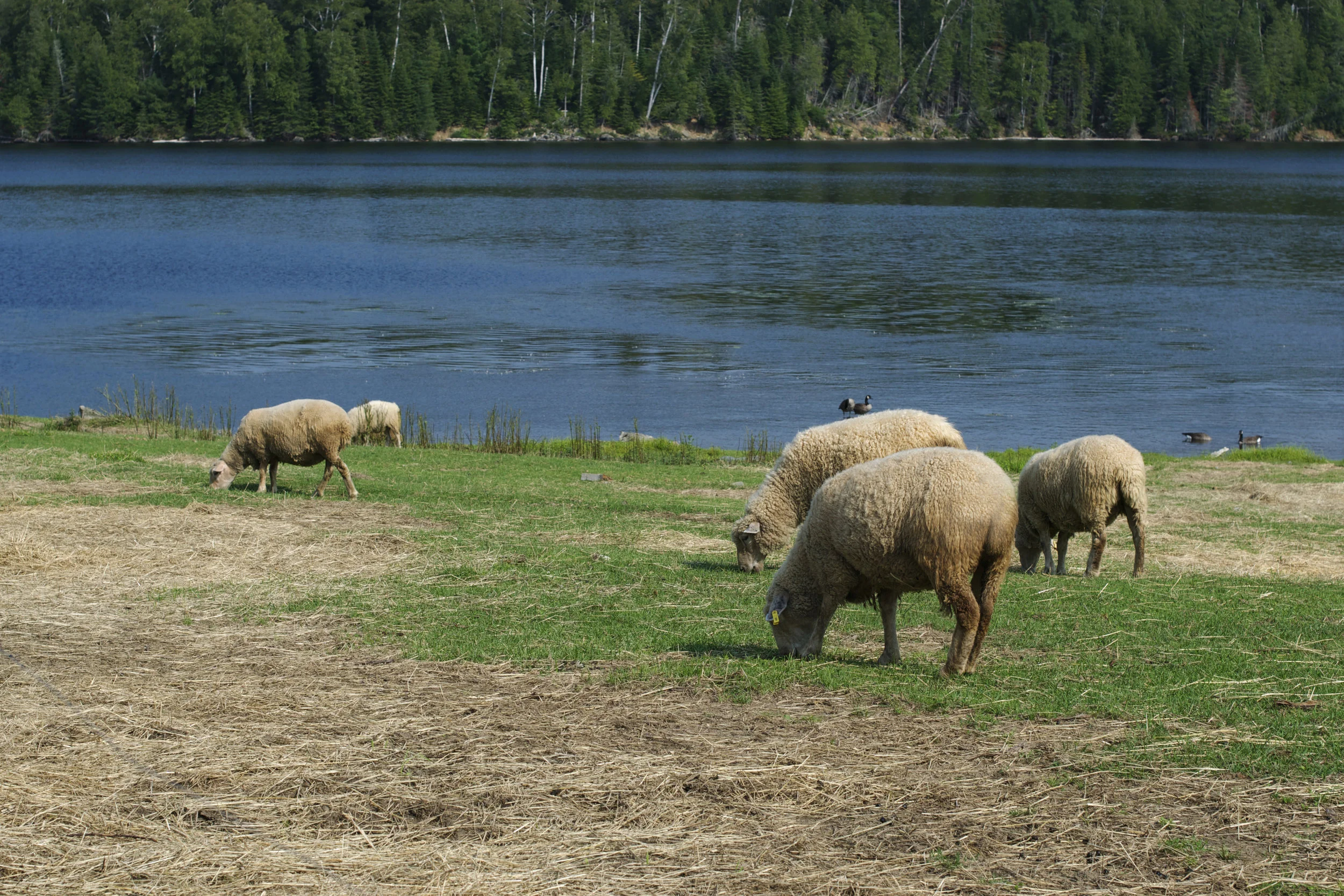 sheep.jpg