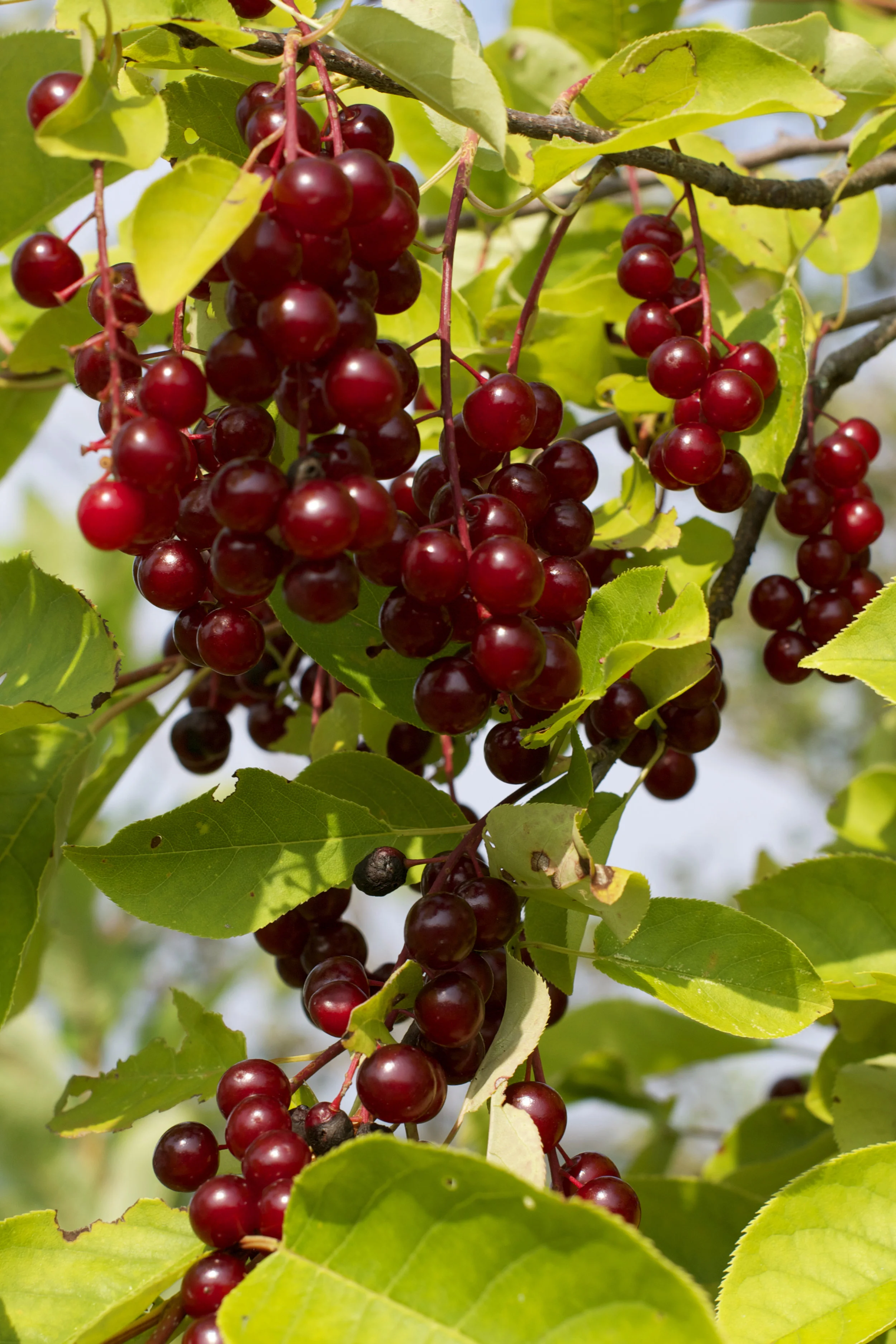 hanging-cranberries.jpg