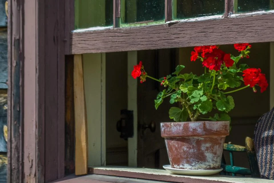 geraniums-open-window-2016.jpg
