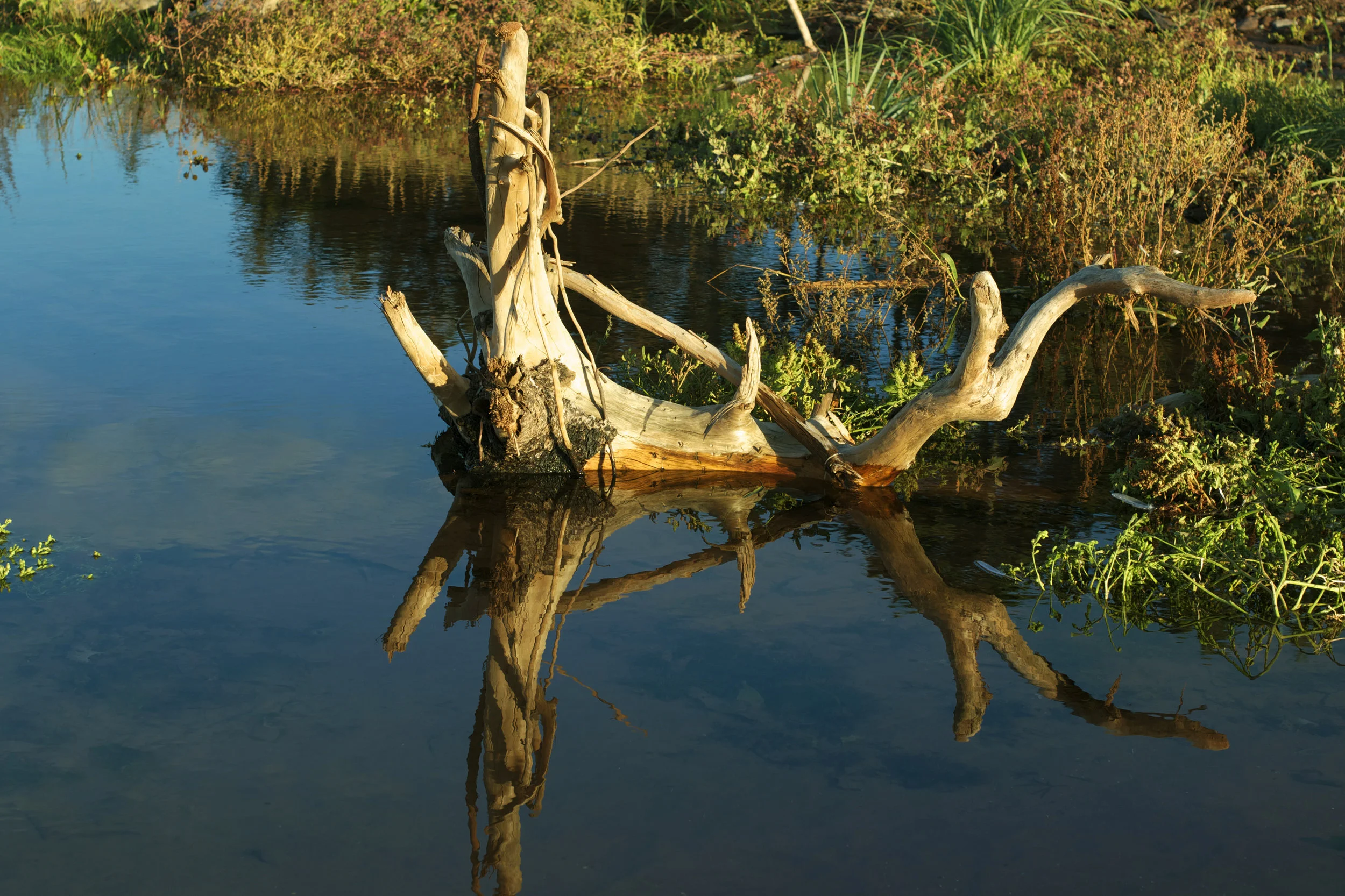 driftwood-reflection.jpg