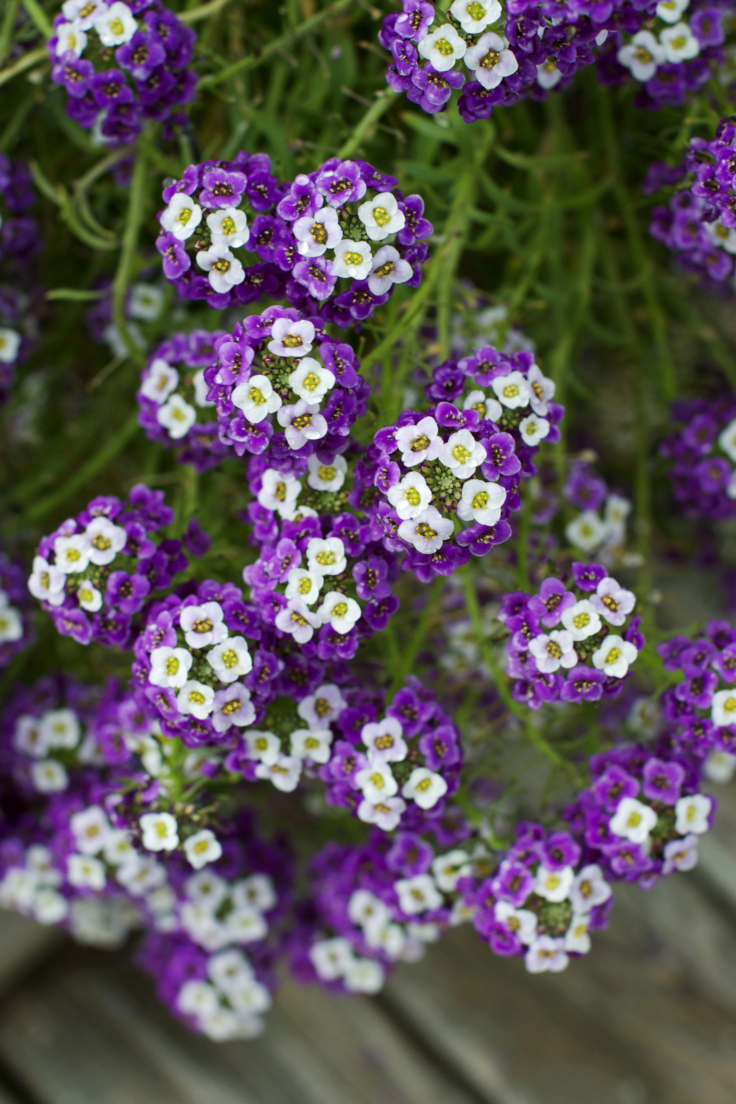 pretty-tiny-purple-and-white-flowers.jpg