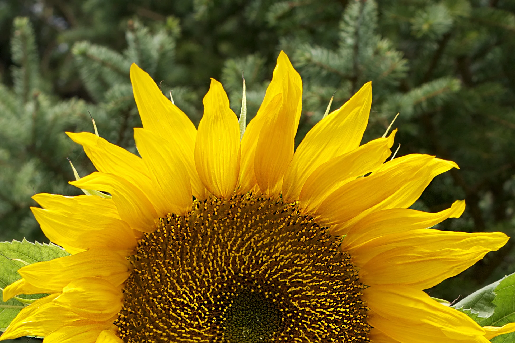 sunflower-half-face-greenery.jpg