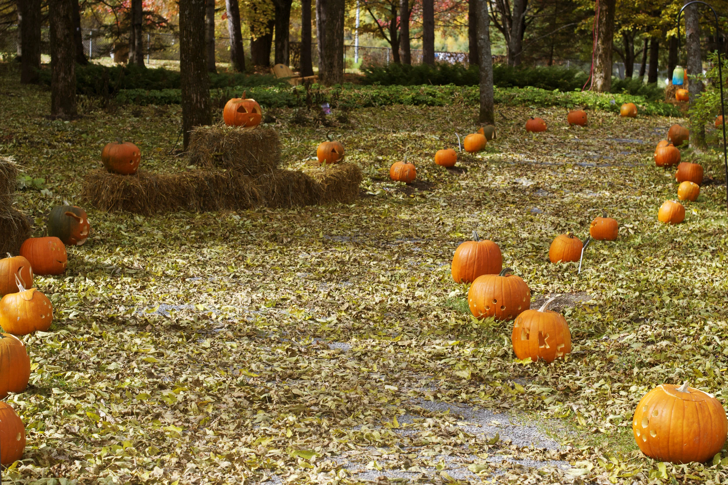 pumpkin-walk-through-the-woods.jpg