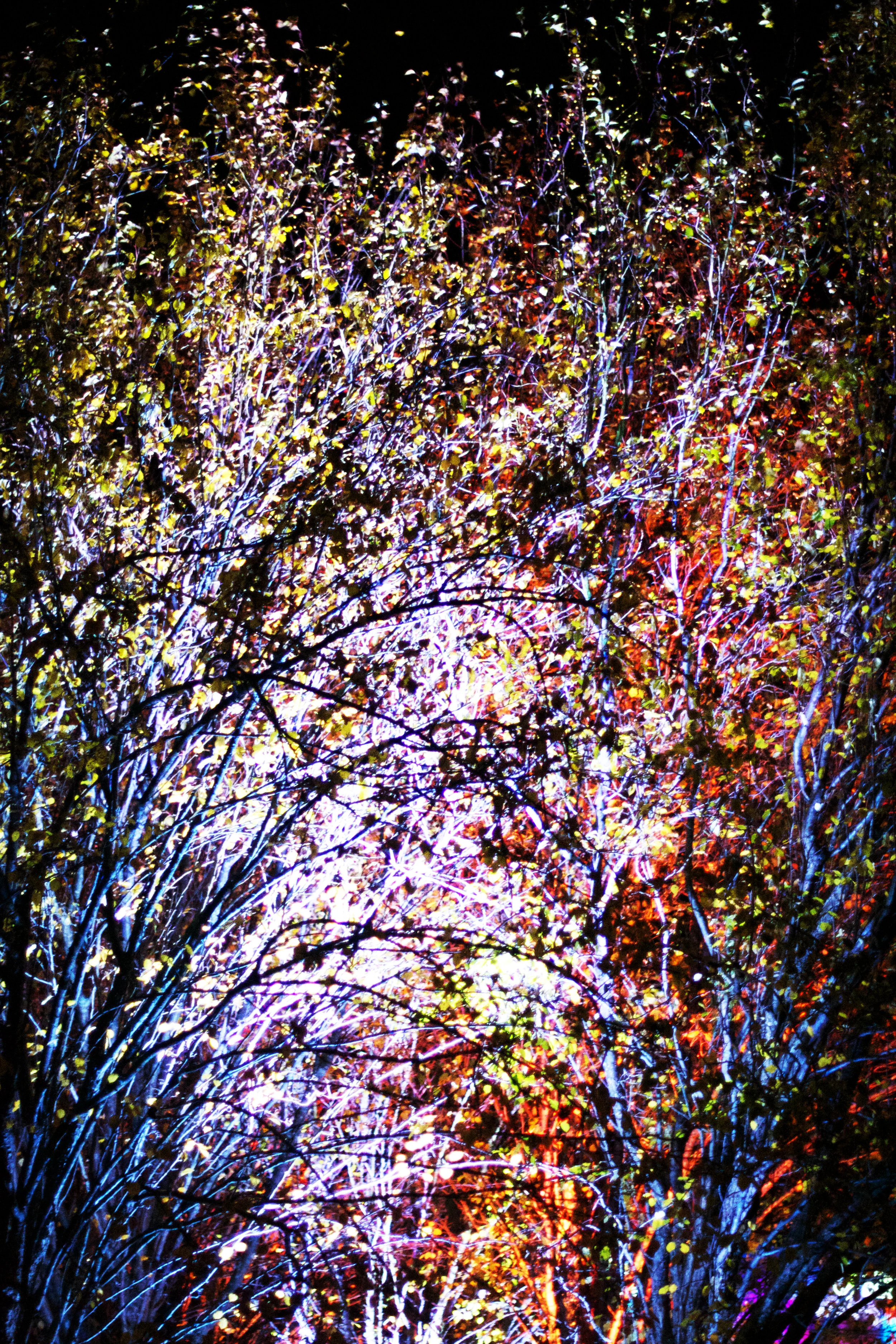 unbelieveable-fall-leaves-beauty.jpg