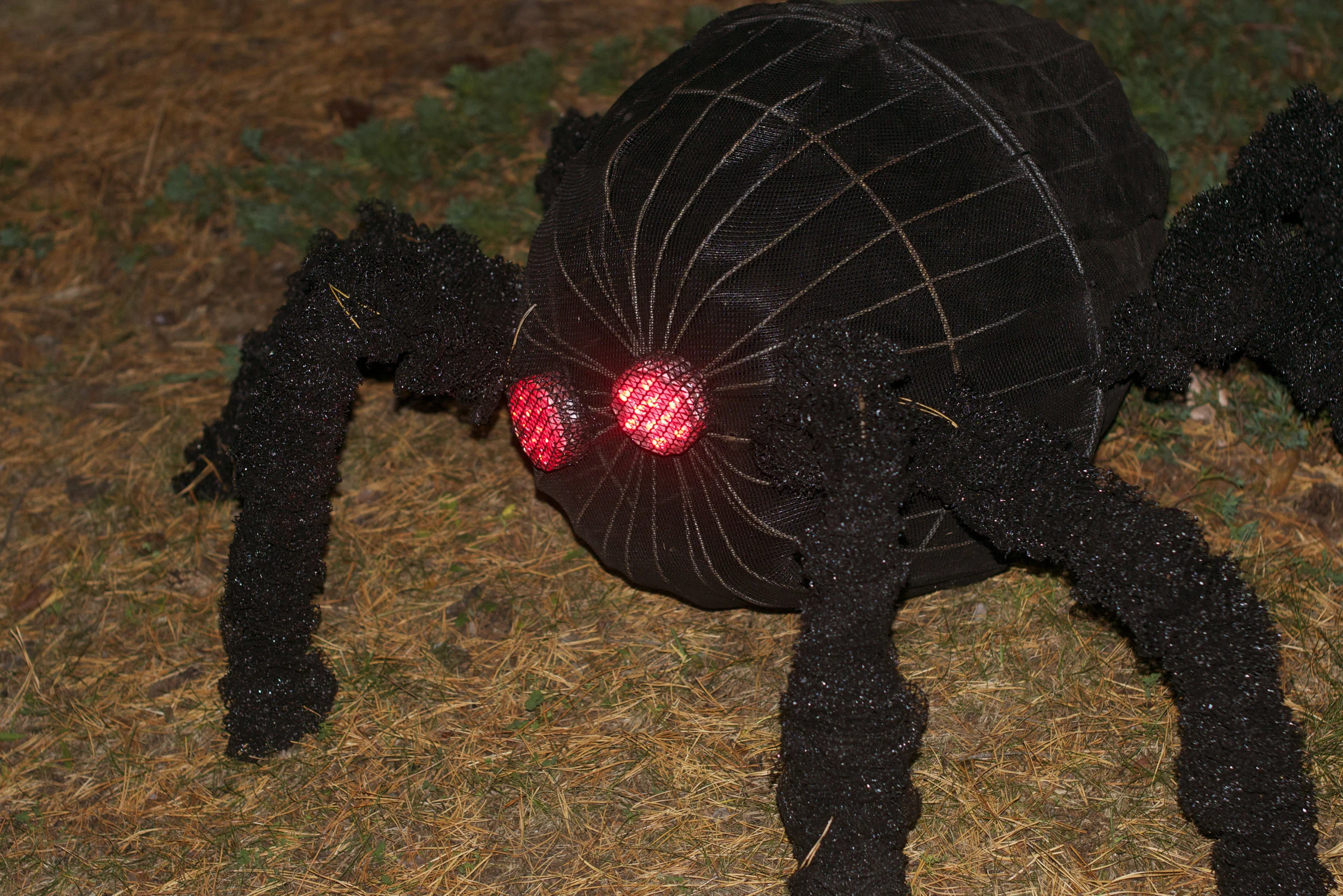 spider-at-night.jpg