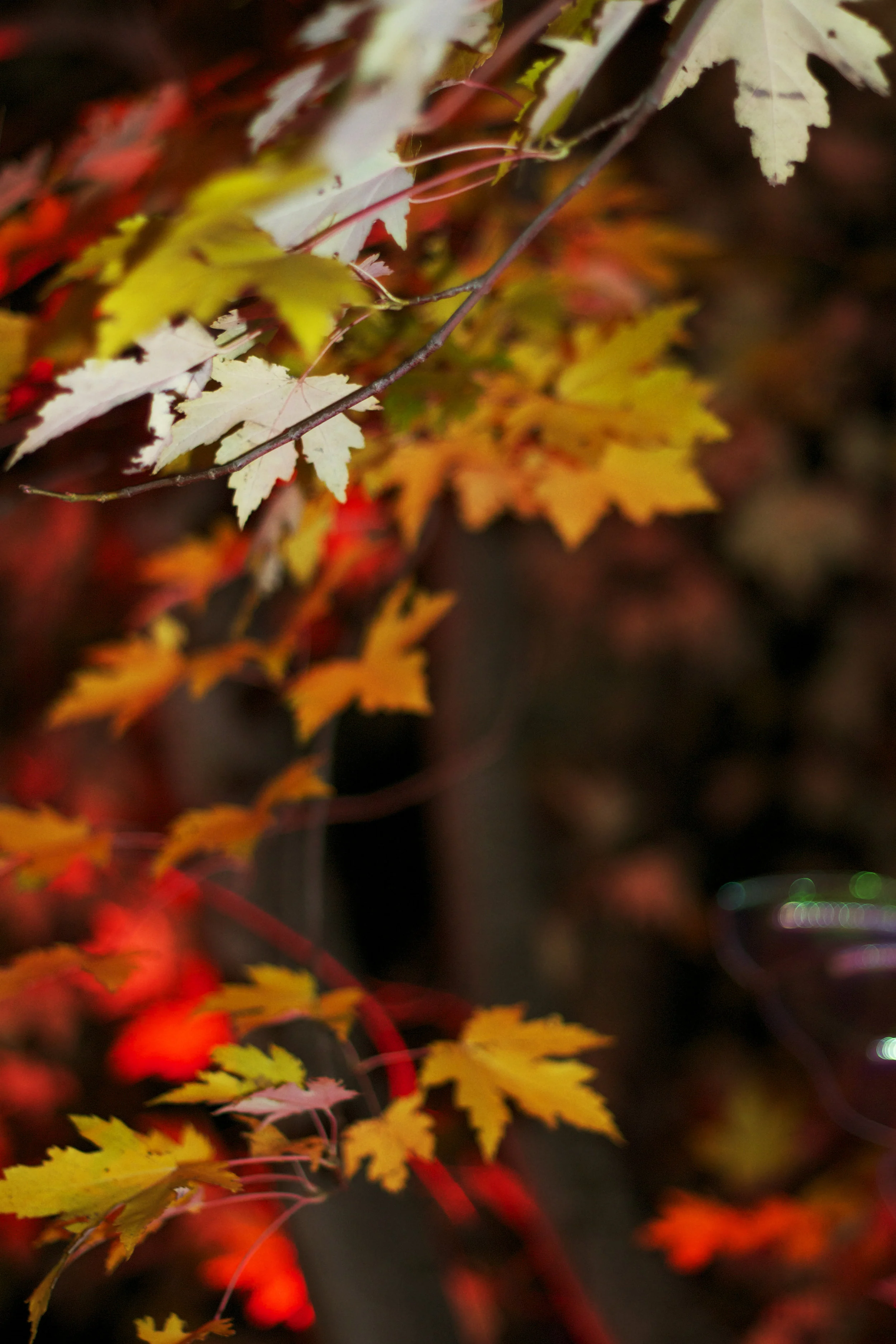 fall-leaves-lit-up.jpg